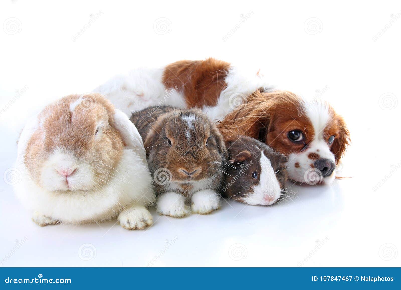 Animals Together. Real Pet Friends. Rabbit Dog Guinea Pig Animal  Friendship. Pets Loves Each Other Stock Image - Image of real, cover:  107847467