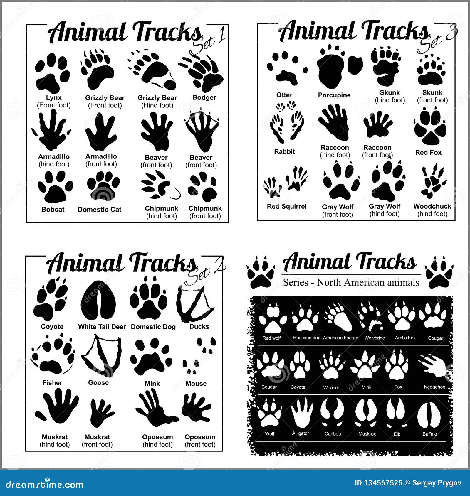 Animal Tracks