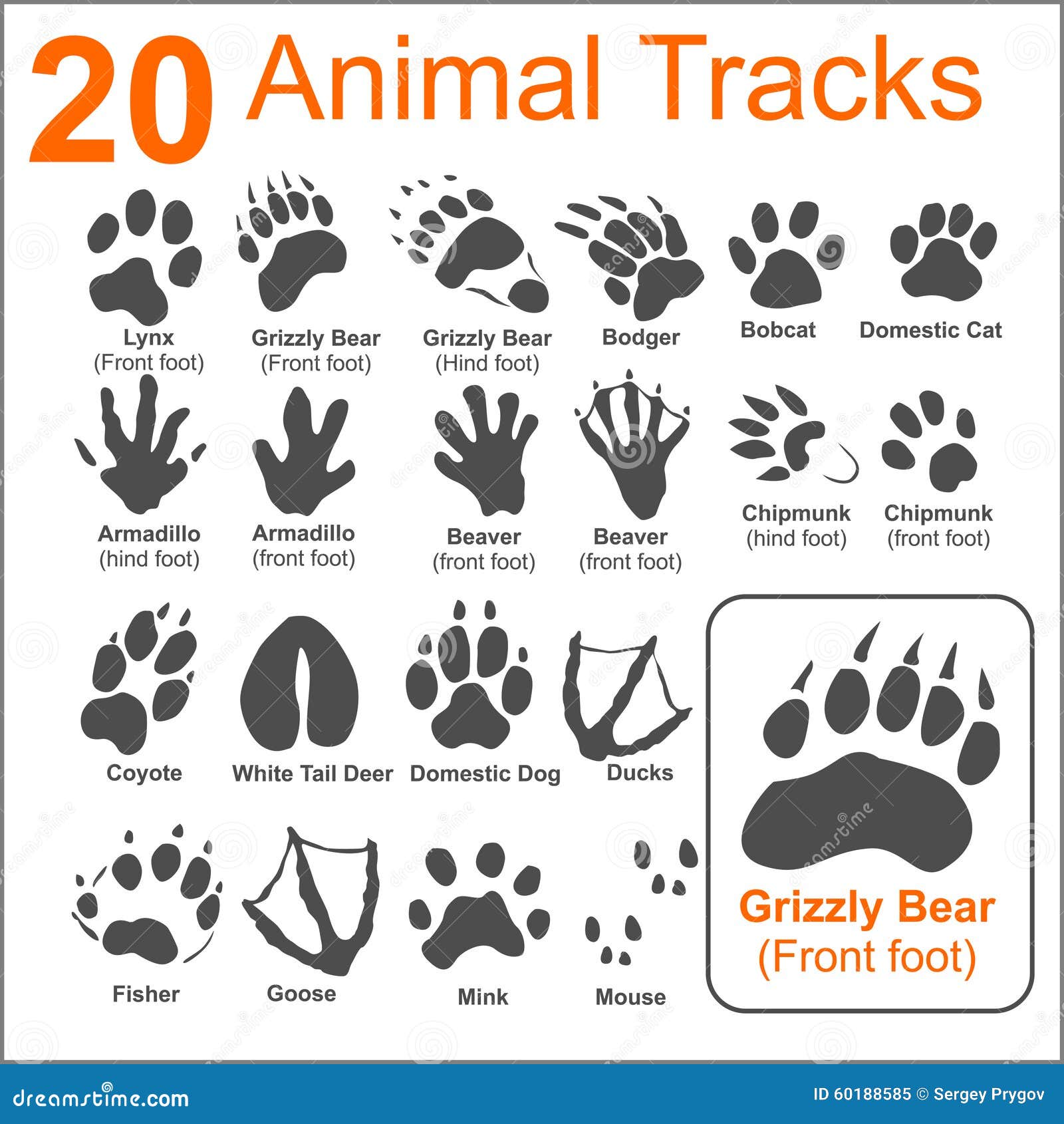 Download Animals Tracks - Vector Set Stock Vector - Image: 60188585