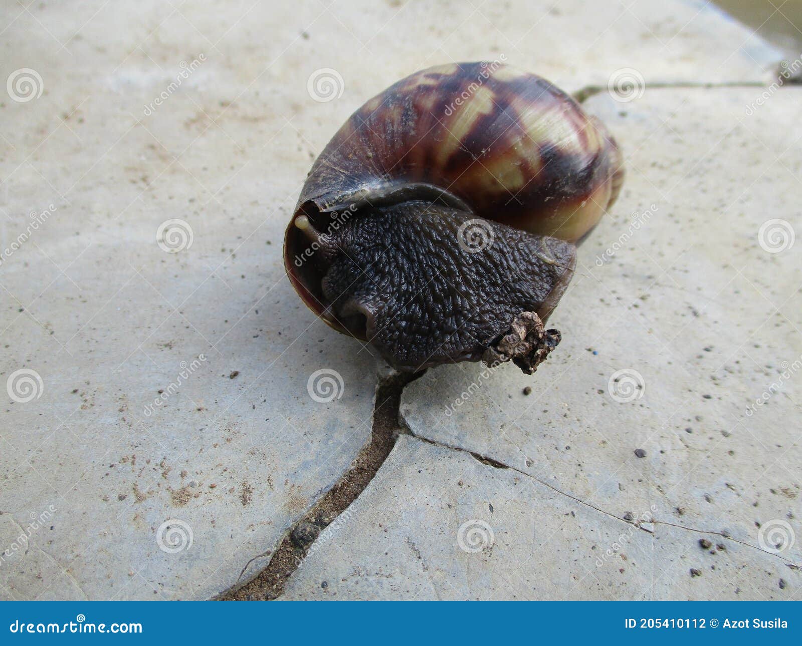 animals that are very soft have a shell called a snail