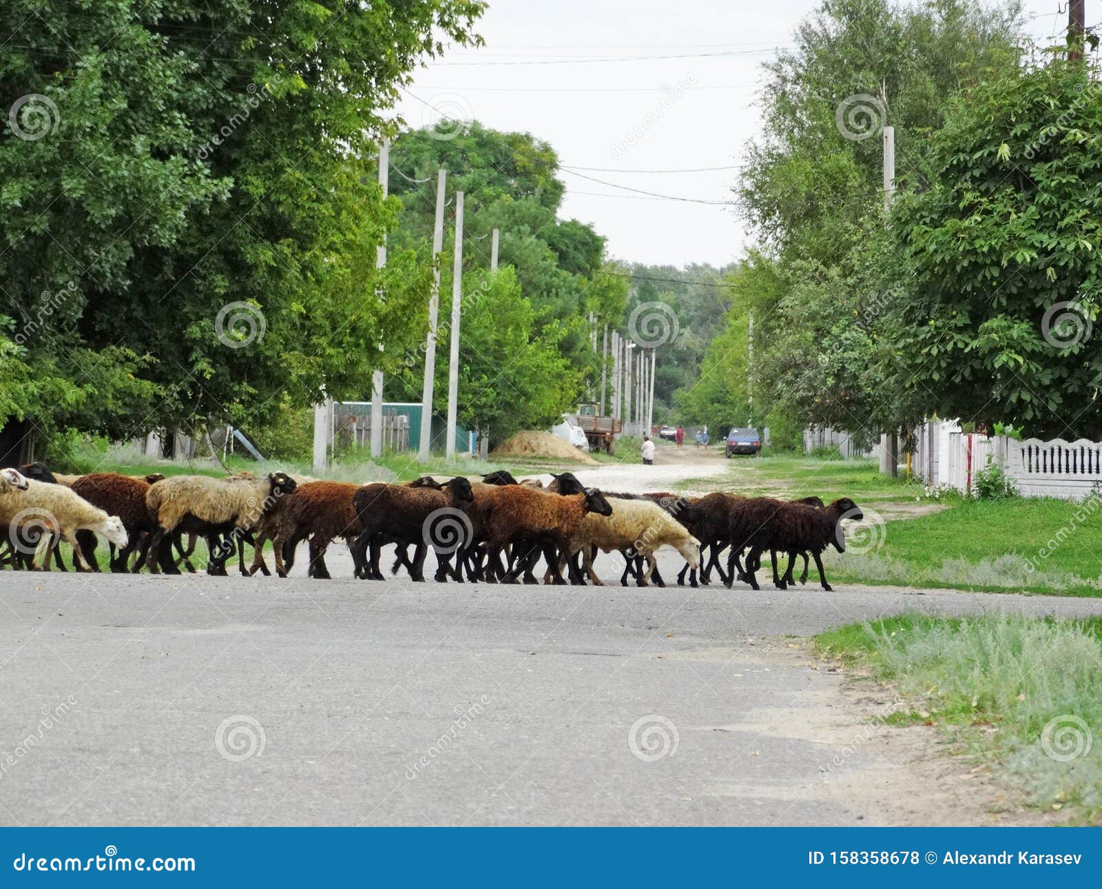 Animals in the village stock photo. Image of graze, farm - 158358678