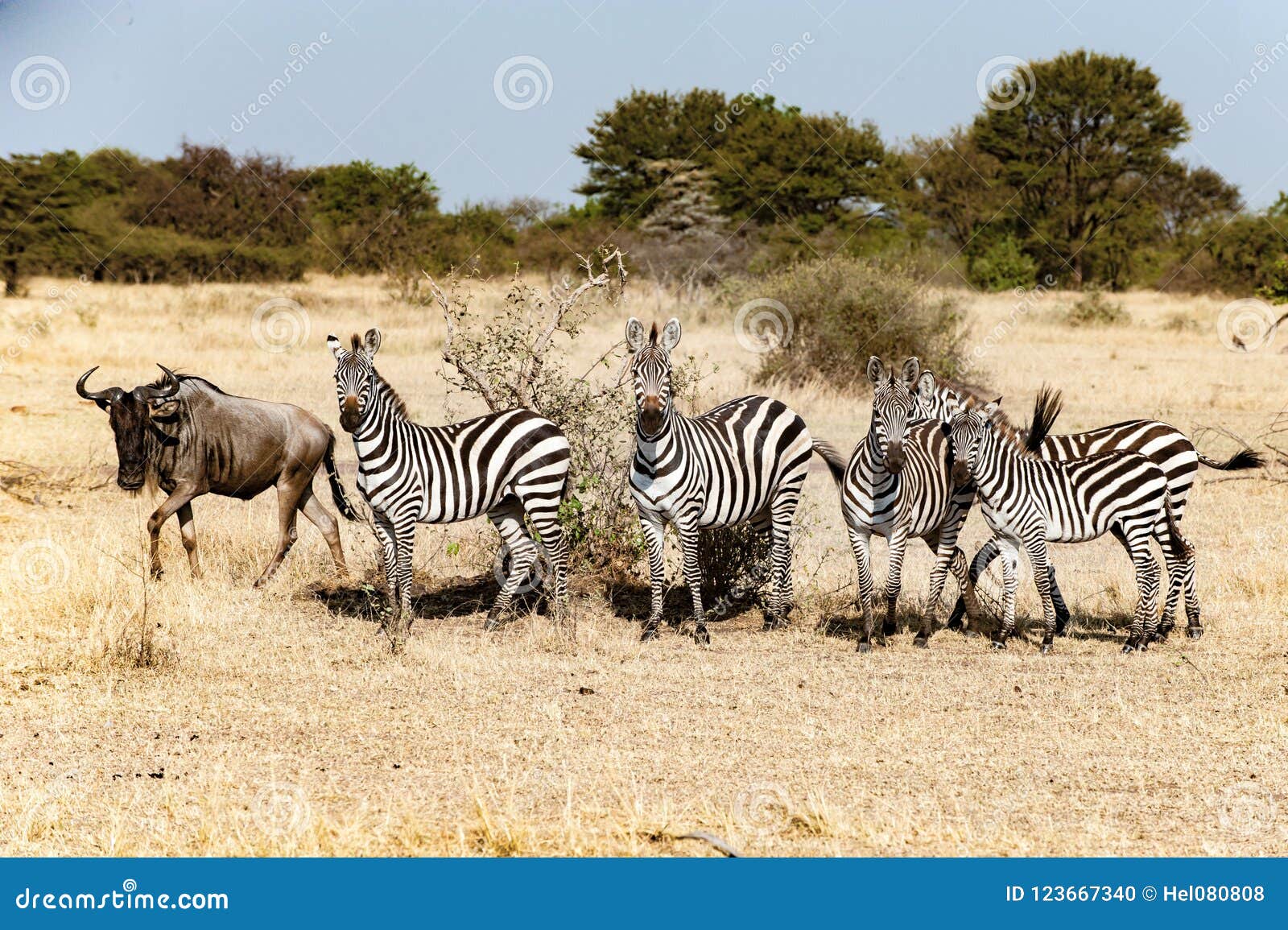 skandaløse chef vand blomsten Zebras with One Wildebeest at Great Migration Time in Serengeti, Africa,  Hundrets of Wildebeests Together Stock Photo - Image of waiting, gnus:  123667340