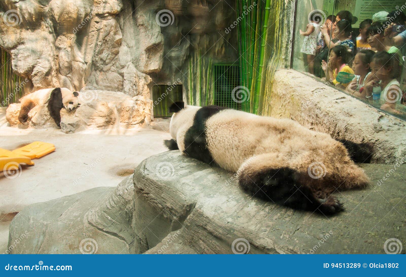 Animals in the Zoo in Beijing Editorial Stock Image - Image of kangaroo,  like: 94513289