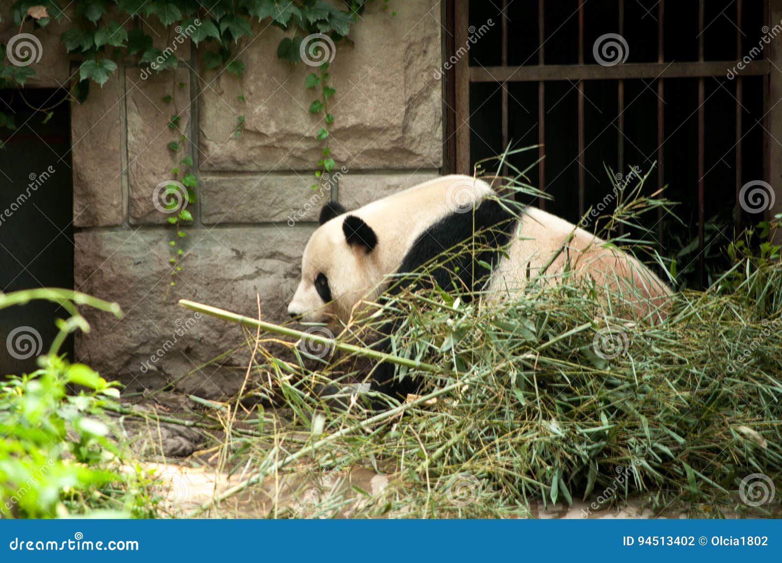 Animals in the Zoo in Beijing Stock Photo - Image of exotic, like: 94513402 Animals in the Zoo in Beijing Stock Photo - Image of exotic, like: 94513402
