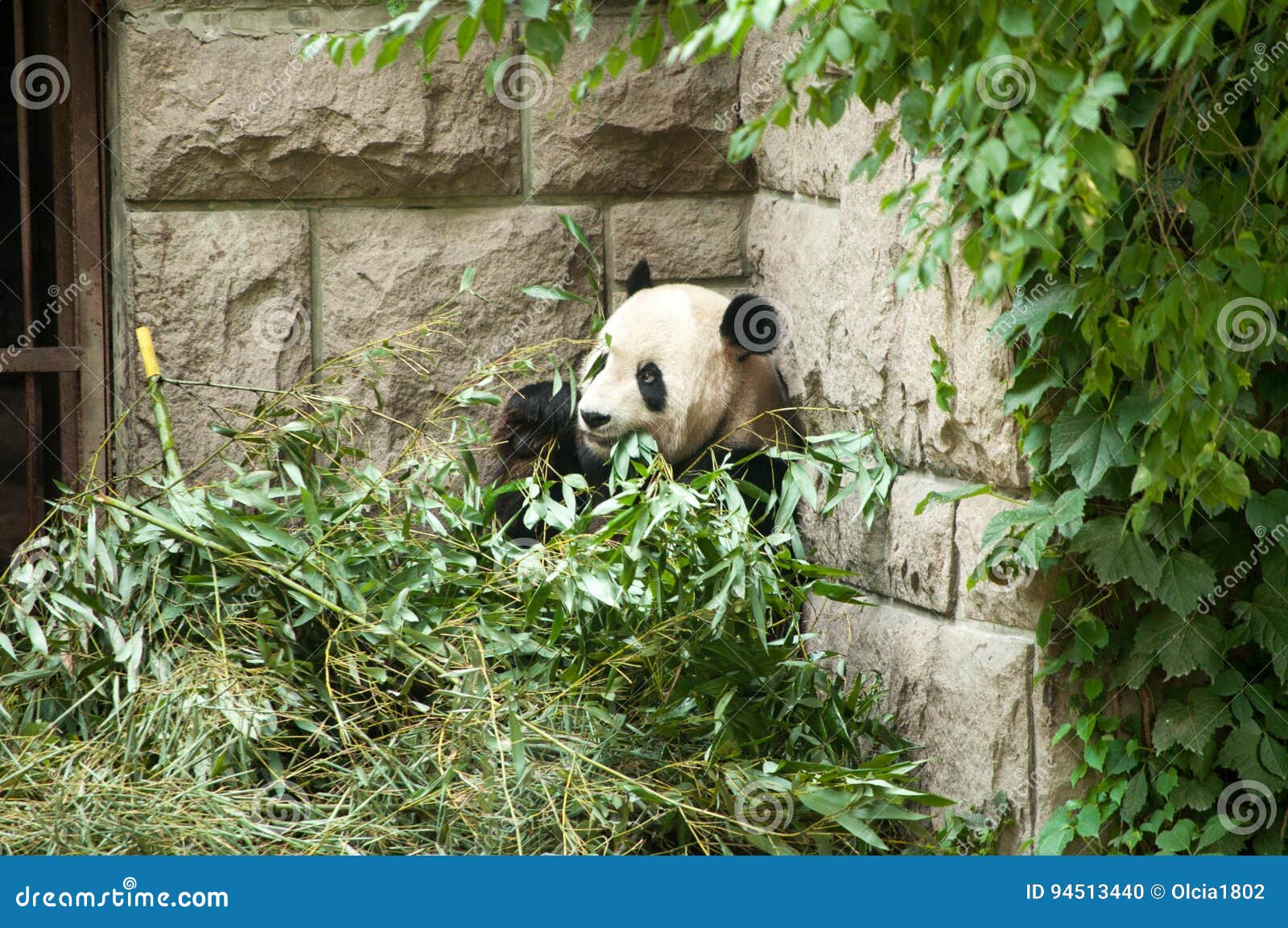 Animals in the Zoo in Beijing Stock Photo - Image of kangaroo, bear:  94513440