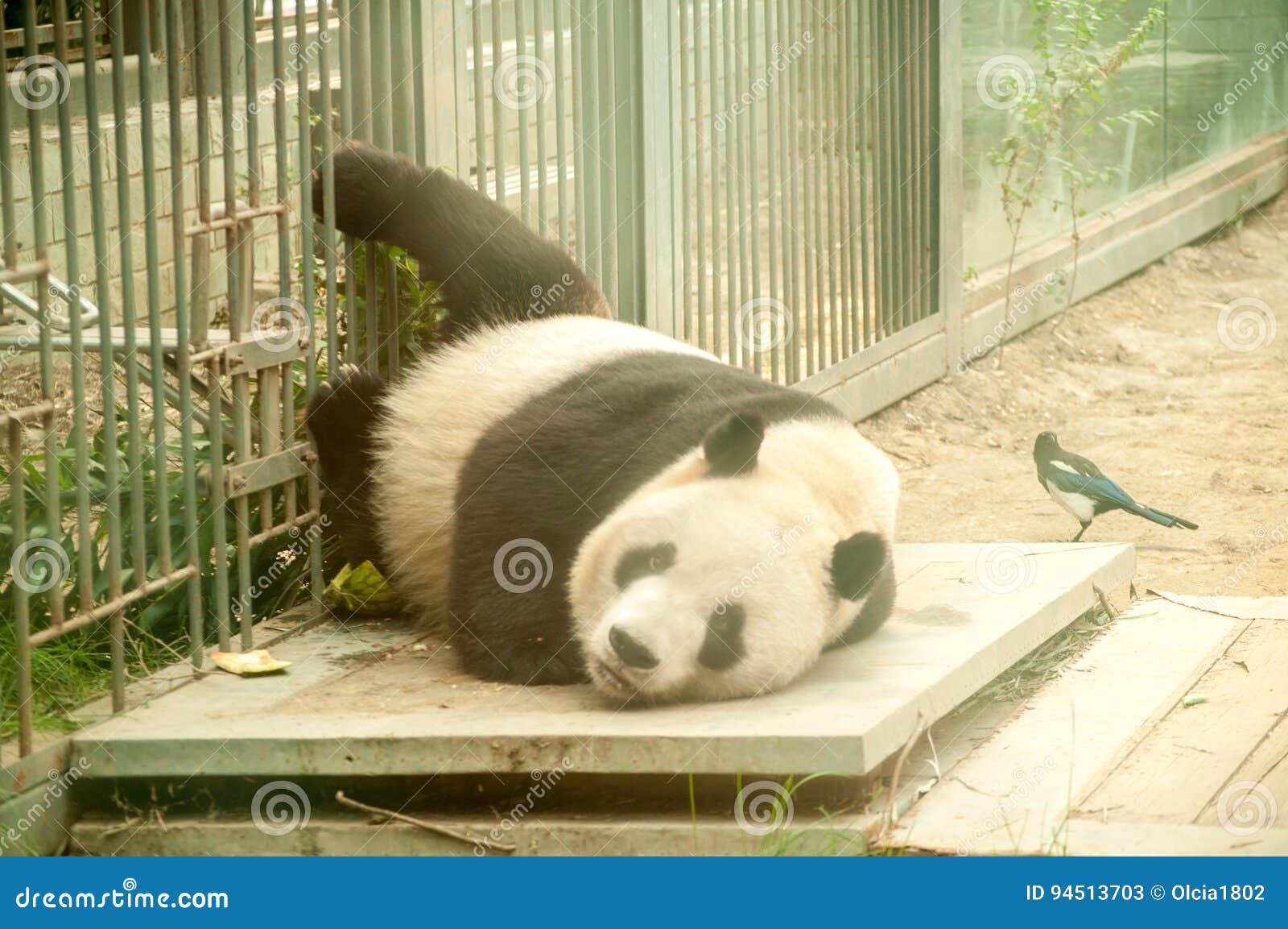 Animals in the Zoo in Beijing Stock Image - Image of white, bear: 94513703