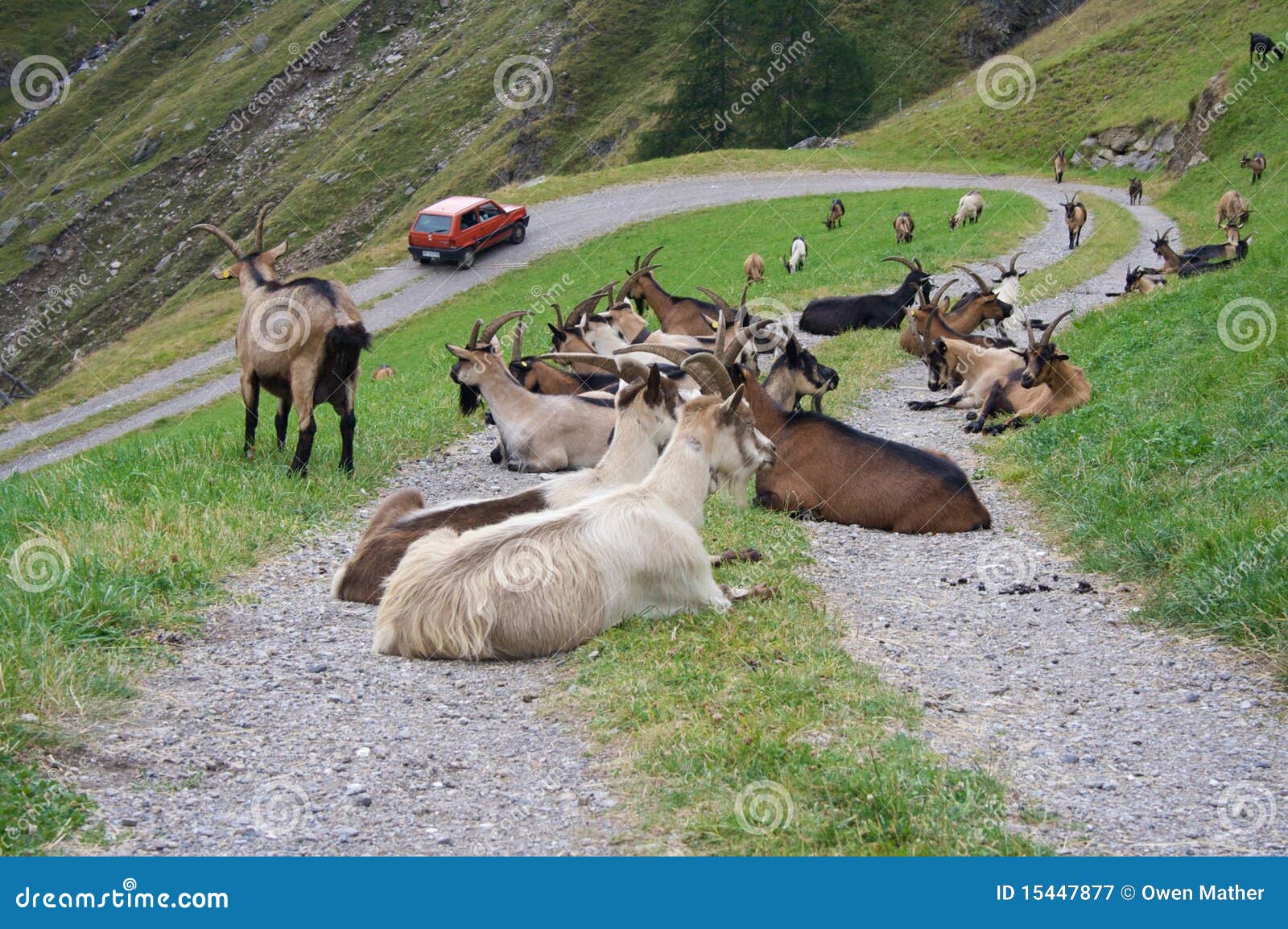 https://thumbs.dreamstime.com/z/animaux-bloquant-la-route-de-montagne-15447877.jpg