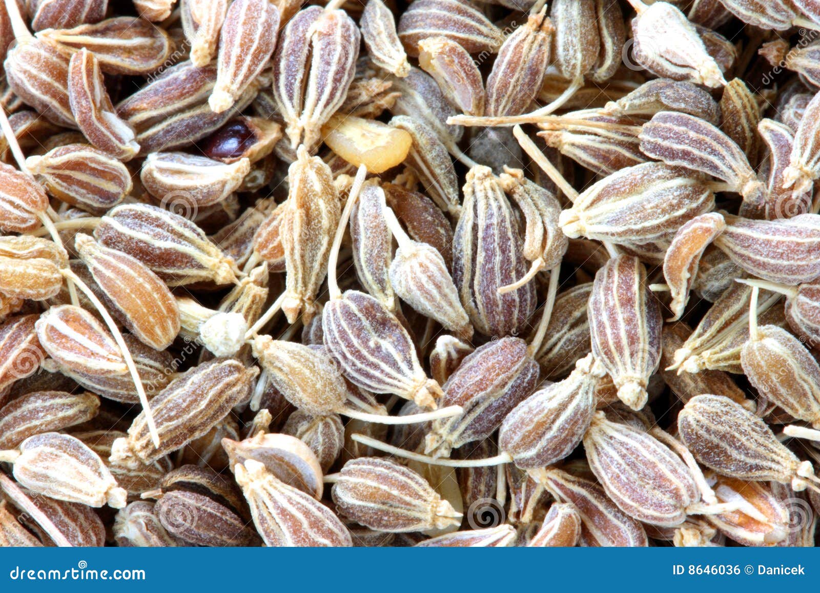 Anise close-up stock photo. Image of seed, spicery, closeup - 8646036