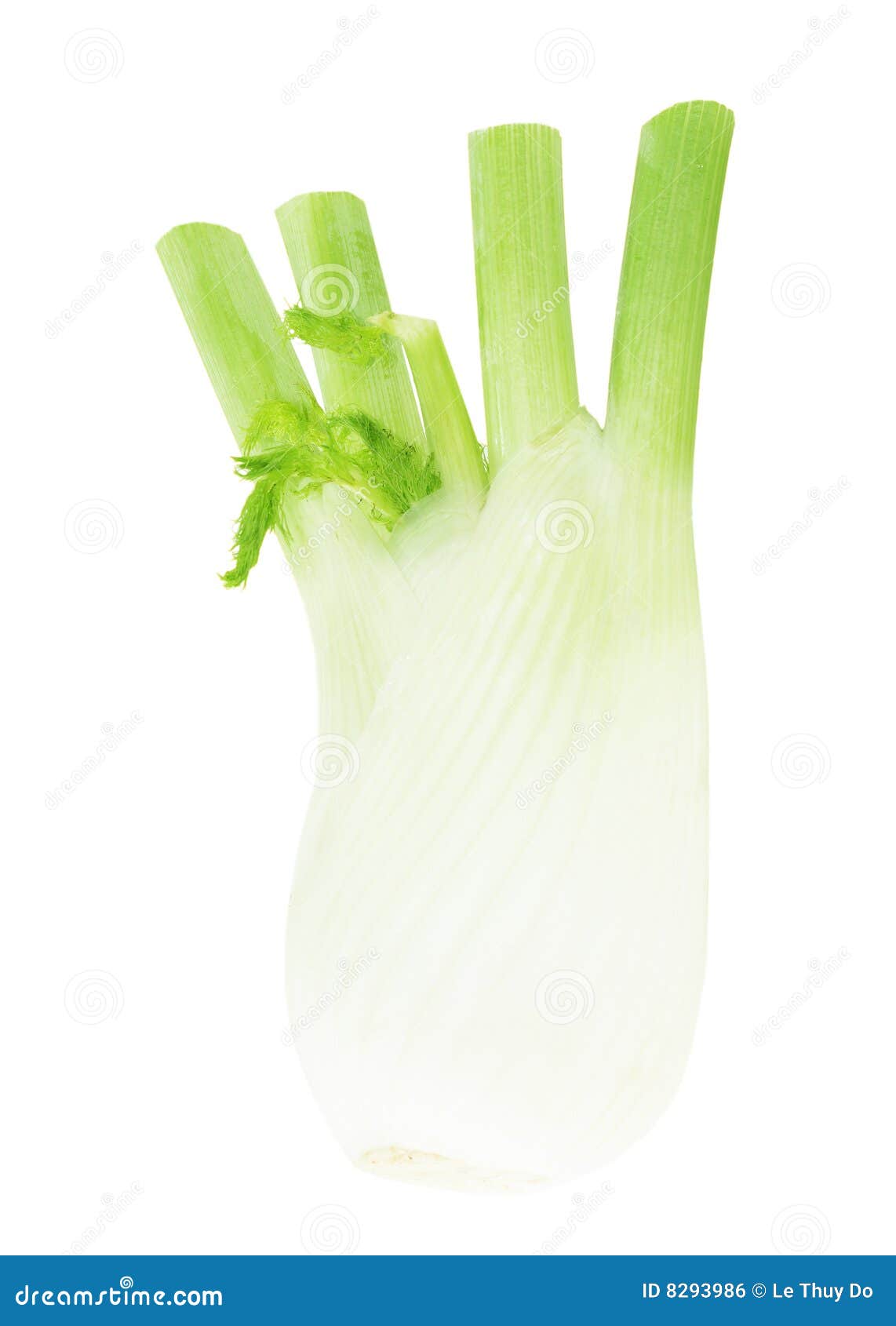 Anise Fennel Plant stock photo. Image of flavor, nutrition 8293986
