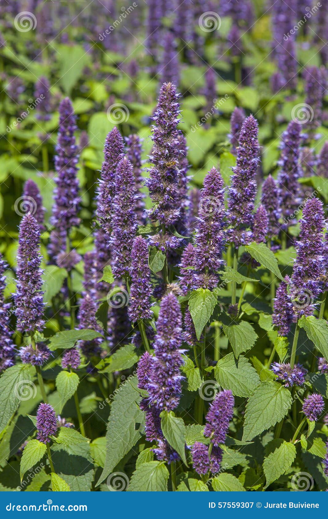 Anise hyssop stock image. Image of health, spice, giant 57559307