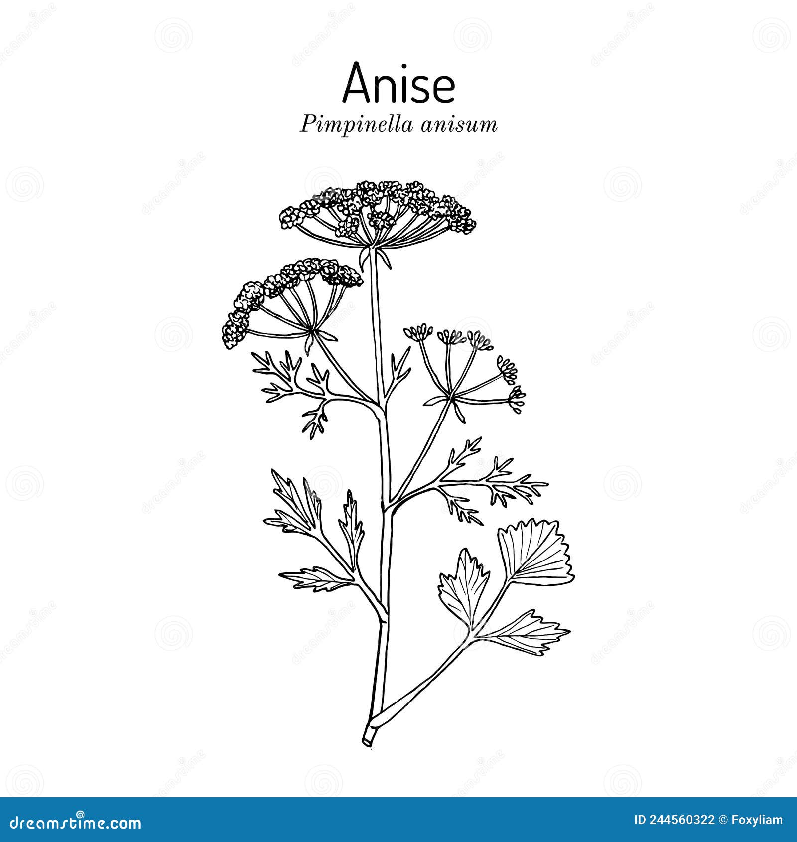 Anise Pimpinella Anisum , Edible and Medicinal Plant Stock Vector ...