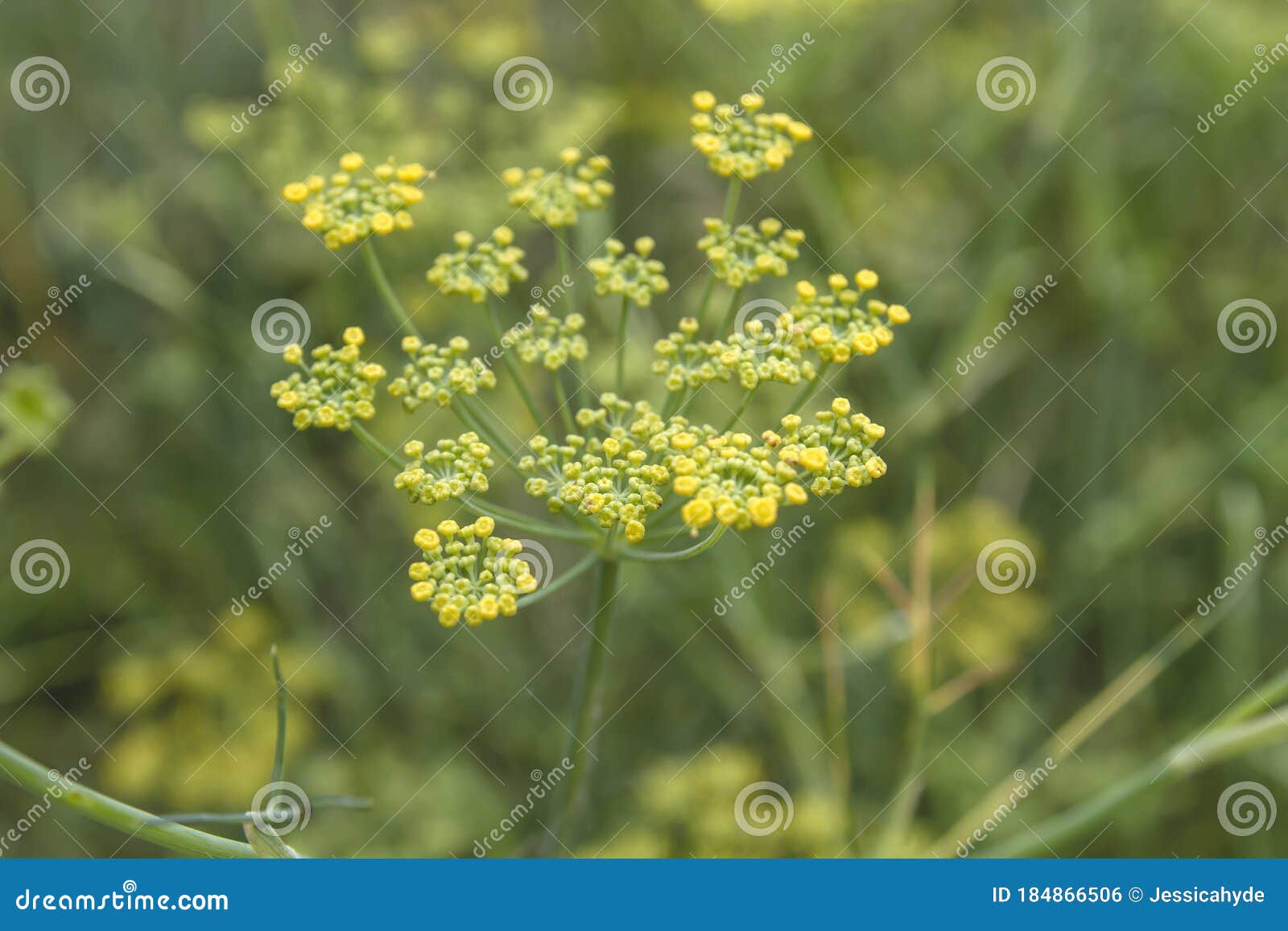 Anise plant seeds close up stock photo. Image of aromatic 184866506