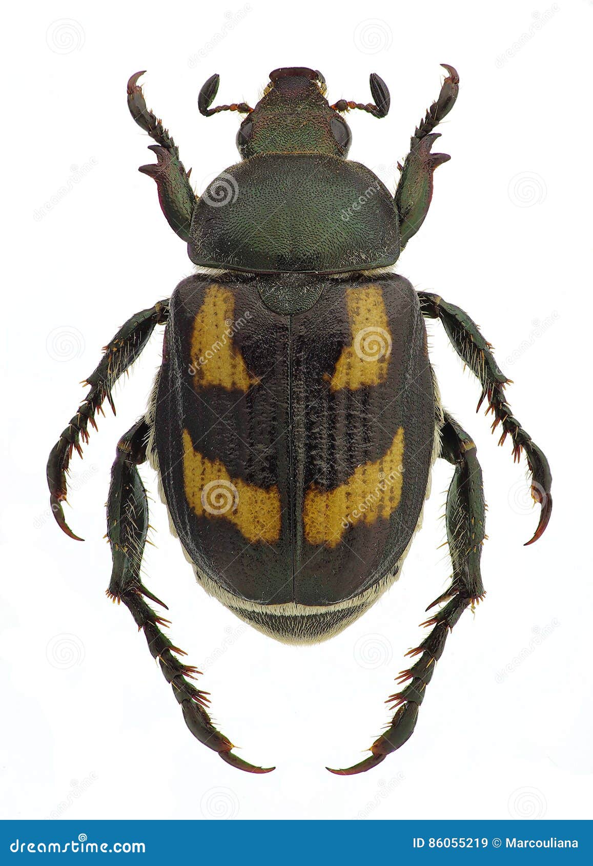 anisoplia agricola, a pest of grains