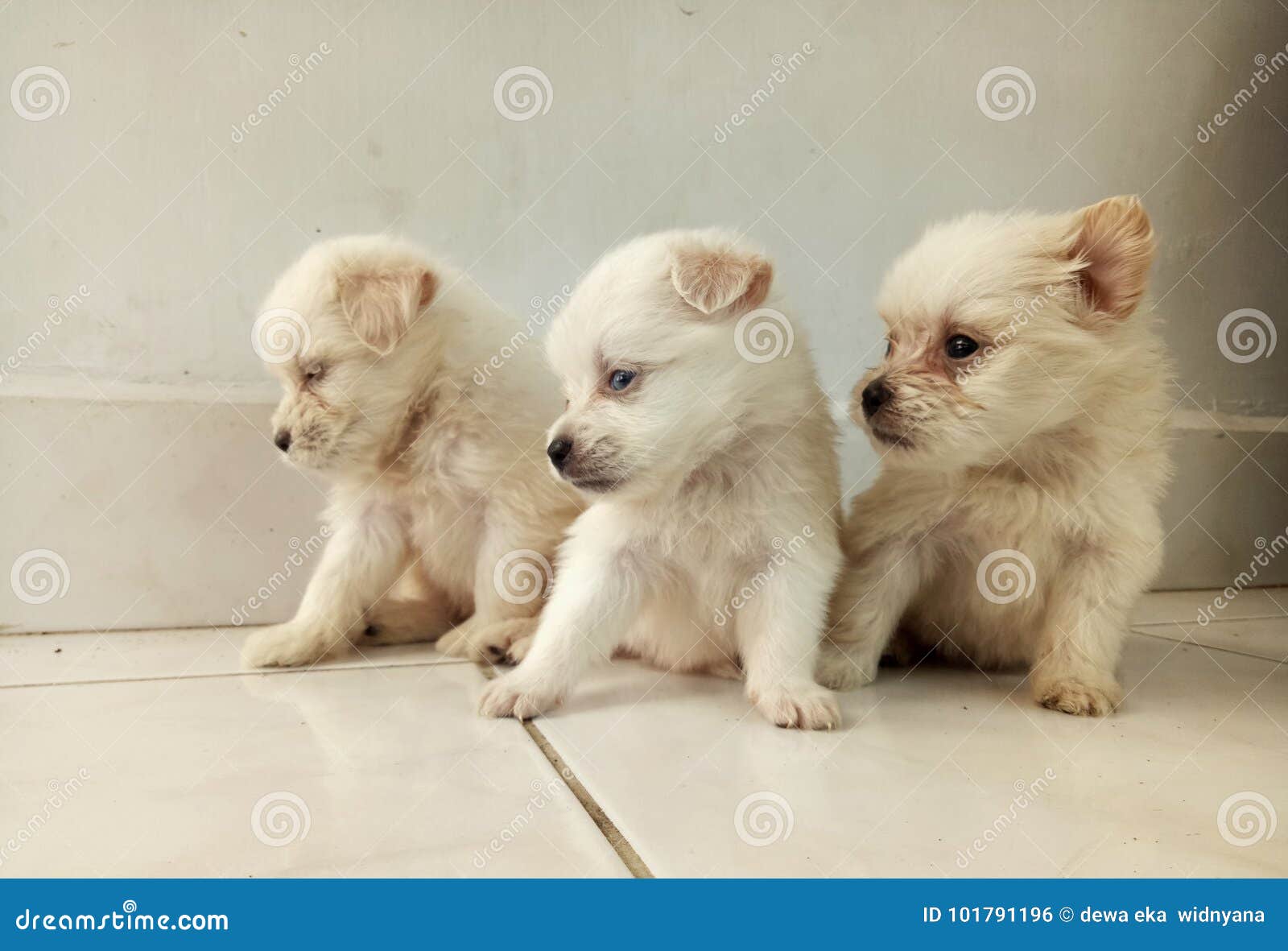 Anjing Lucu Sekali Stock Photo Image Of Sekali