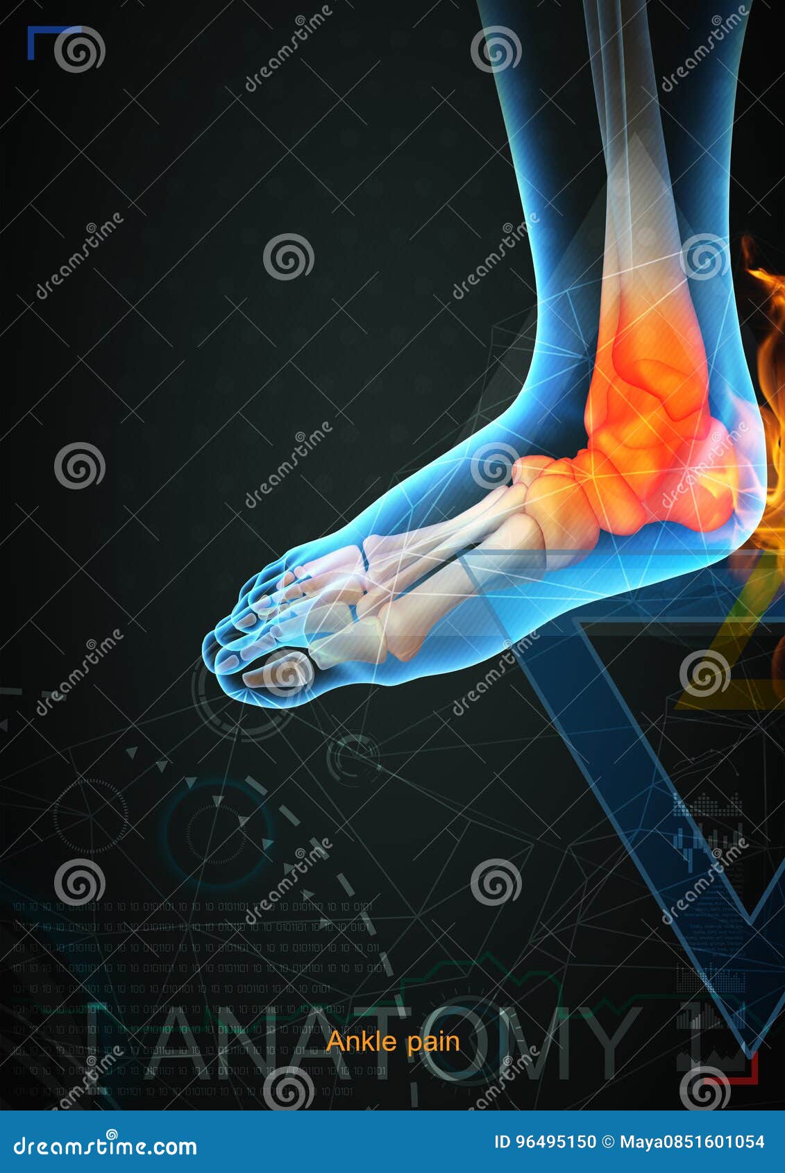 Ankle Pain In Runners, Anatomy Stock Photography