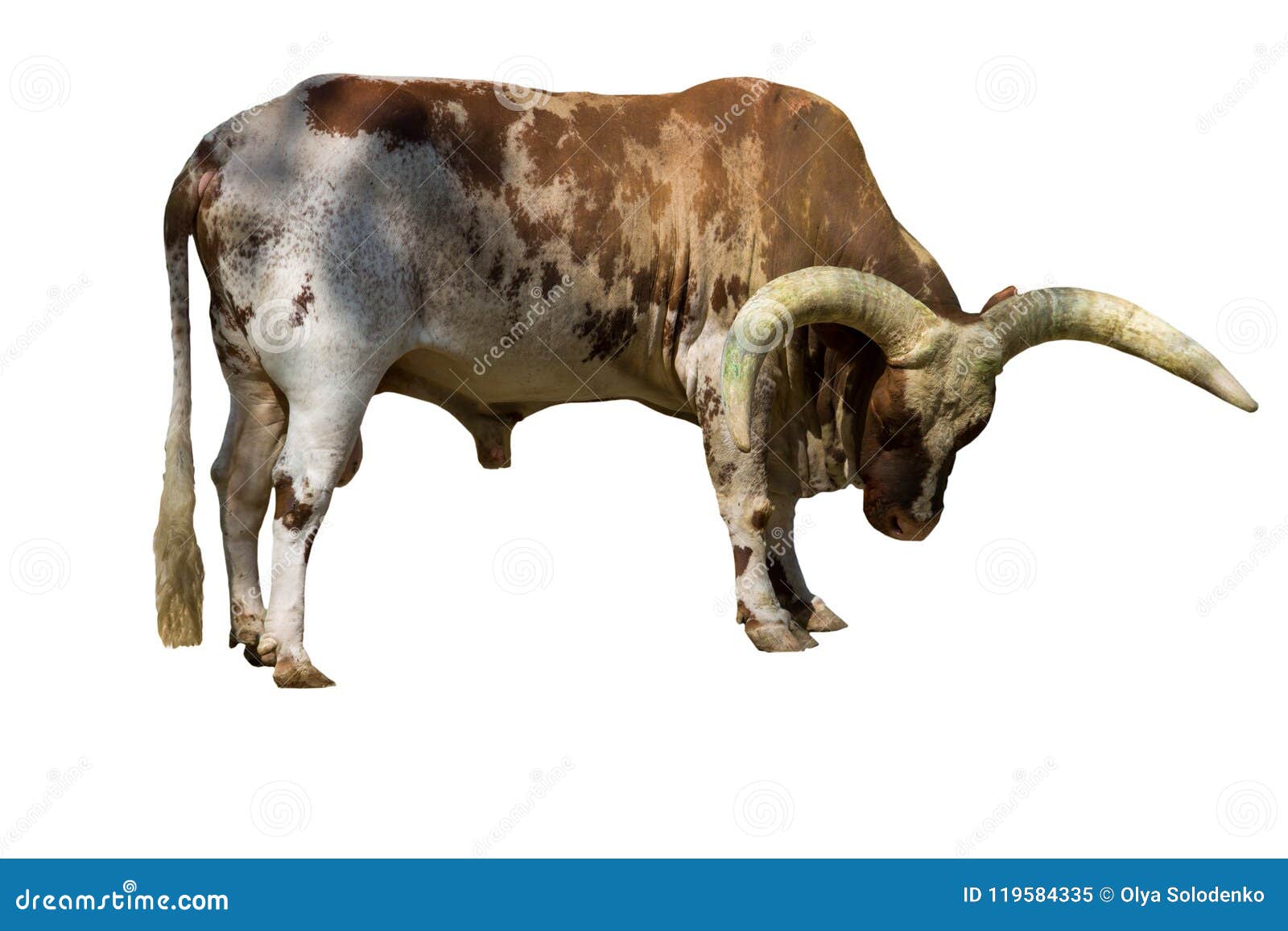ankole watusi cattle bos taurus macroceros  on white