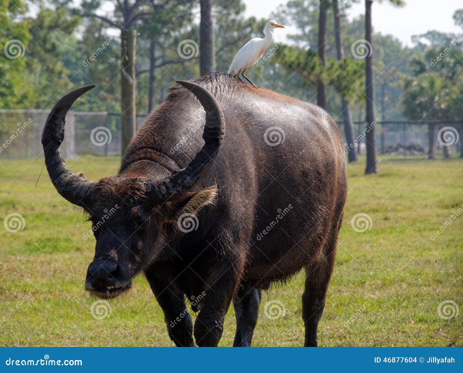 Ankoke Stock Photos - Free & Royalty-Free Stock Photos from Dreamstime