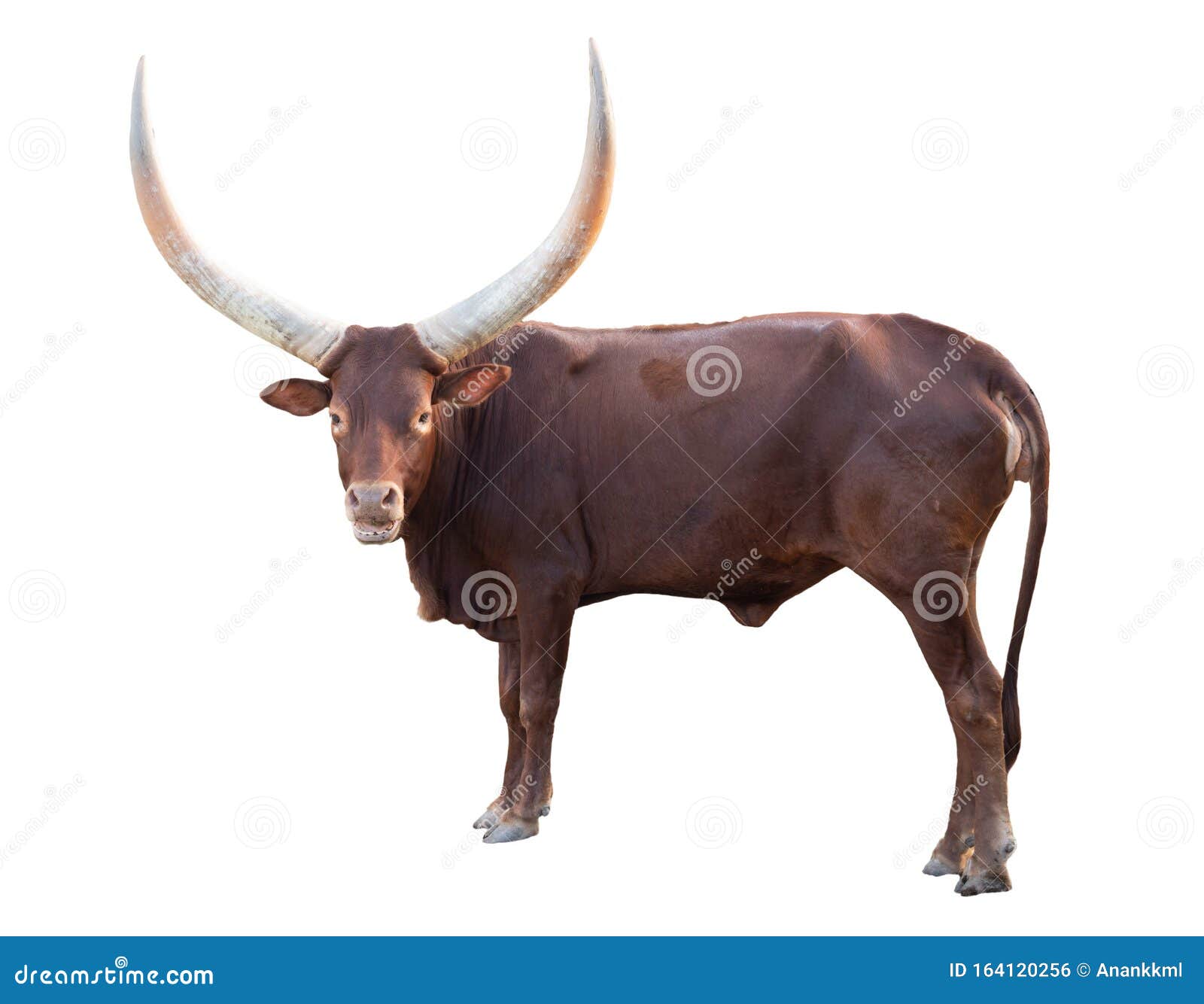 Masculine Country Photo  Ankole  Watusi  African Cow Print  Download  Vibrant Nature Print  Man Cave Art  Office Print  Farmhouse