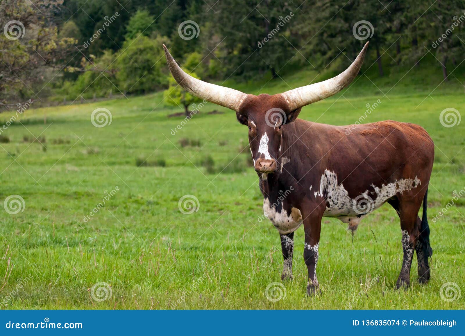 ankole watusi longhorn cow in green pasture