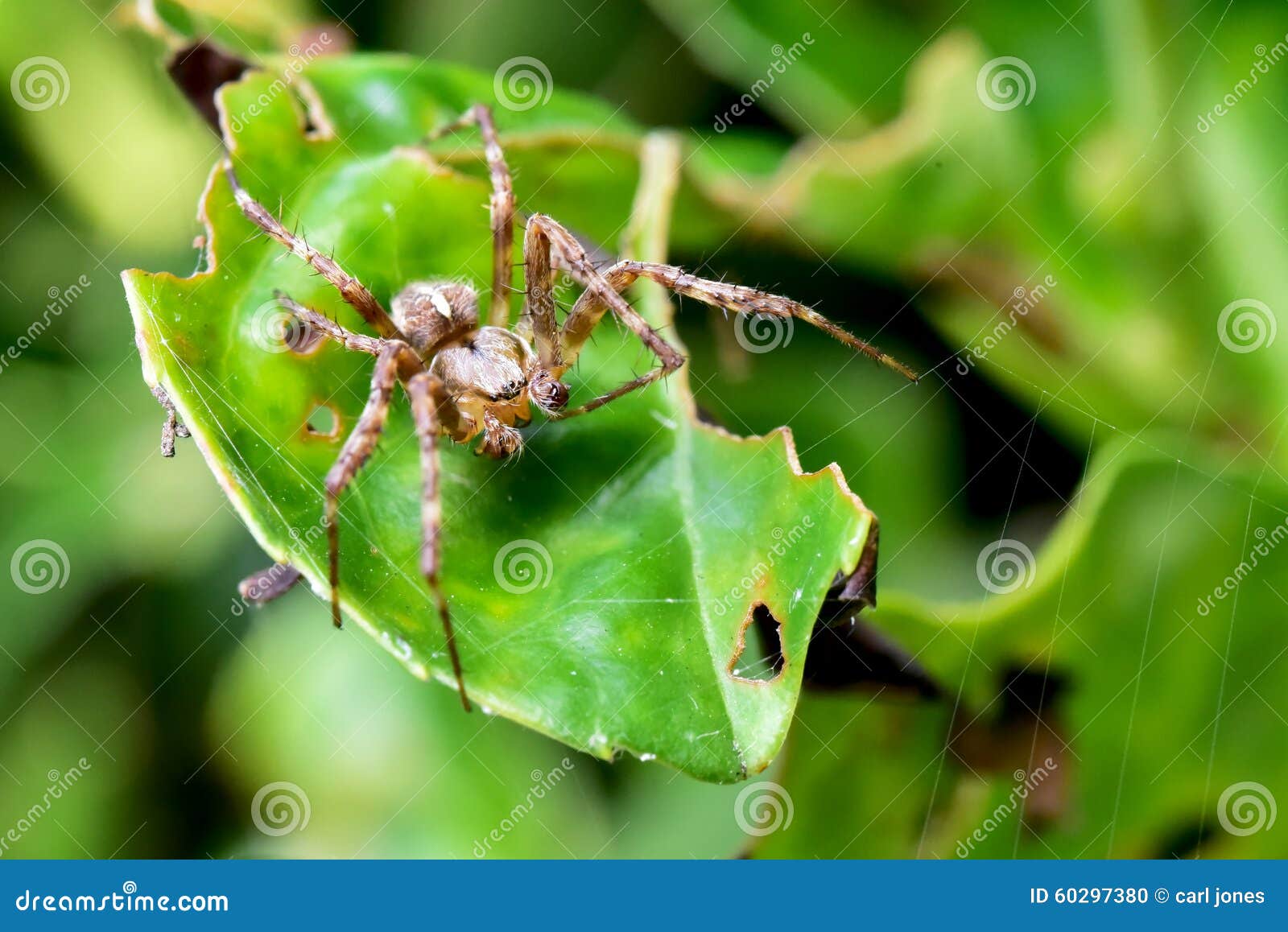 Anlockende Spinne GartenWolf Spiders Von Einem Anderen Netz Stockfoto