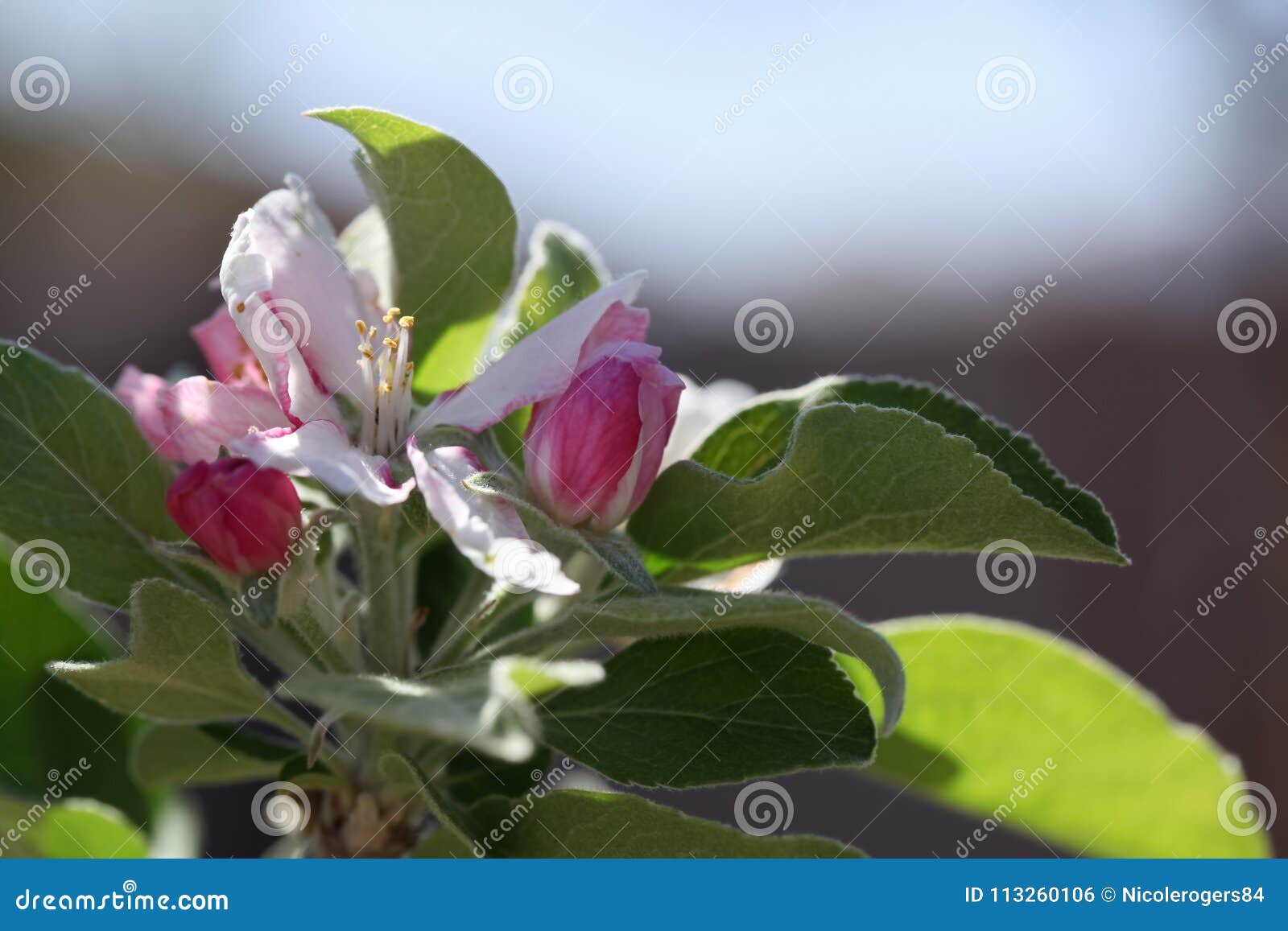 anna apple blossom