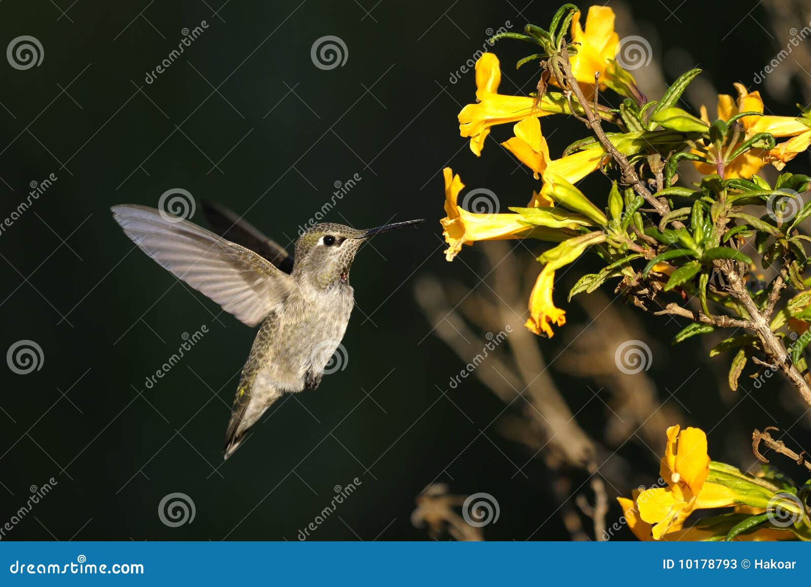 anna's hummingbird, calypte anna
