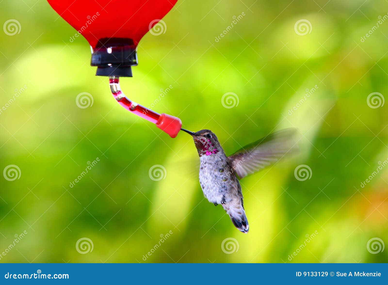 anna's hummingbird~ calypte anna