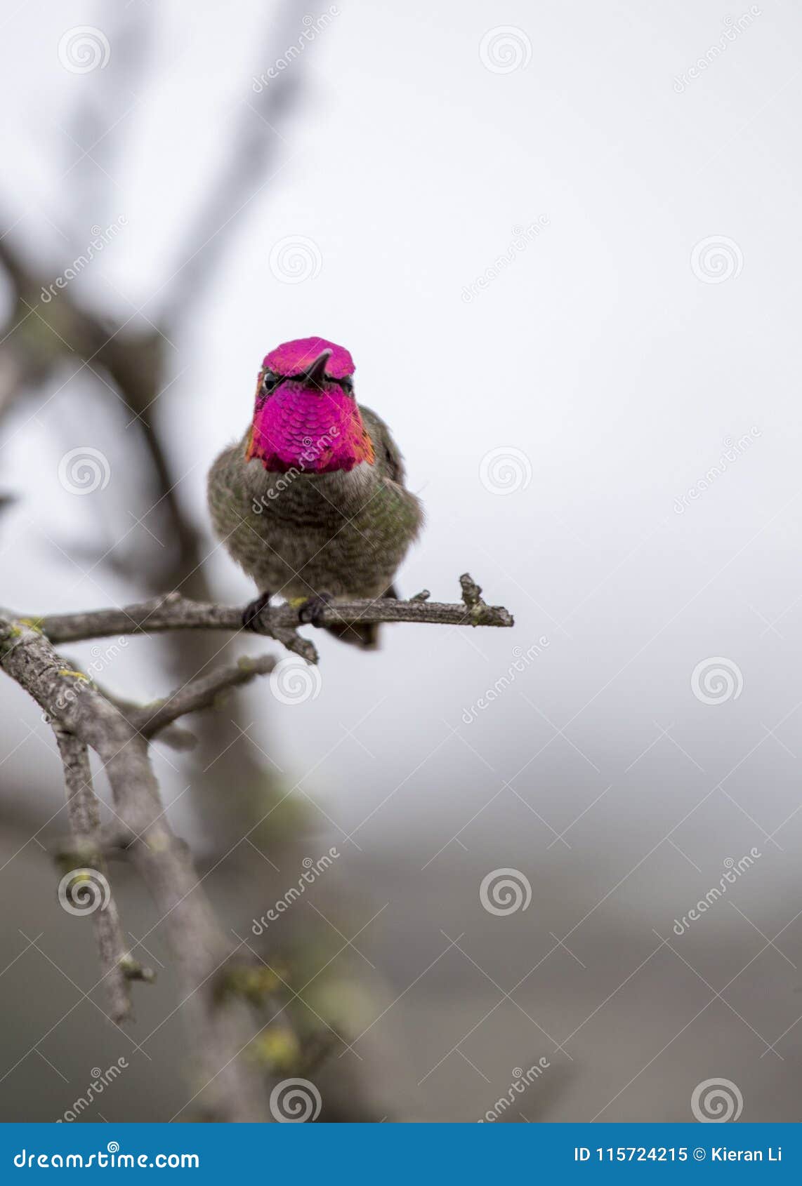 anna`s hummingbird calypte anna