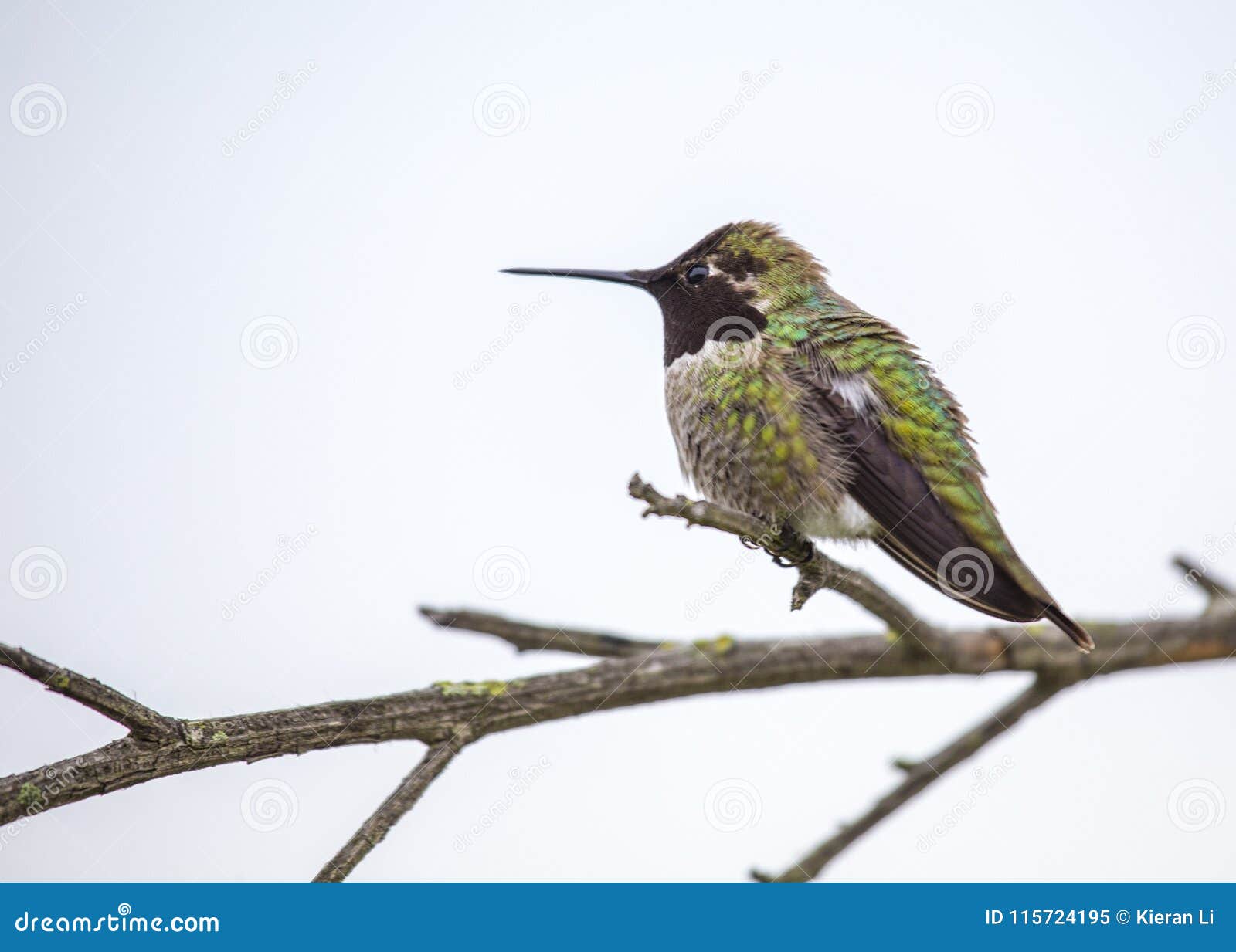 anna`s hummingbird calypte anna