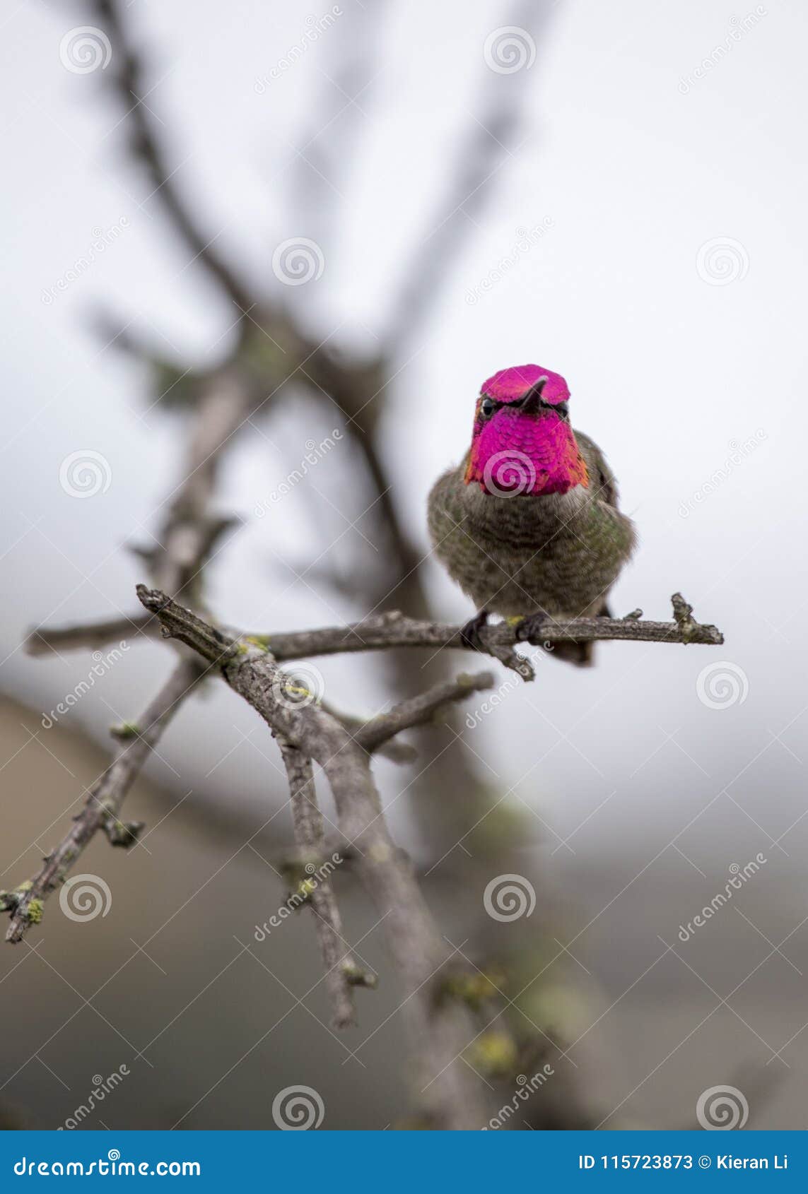 anna`s hummingbird calypte anna