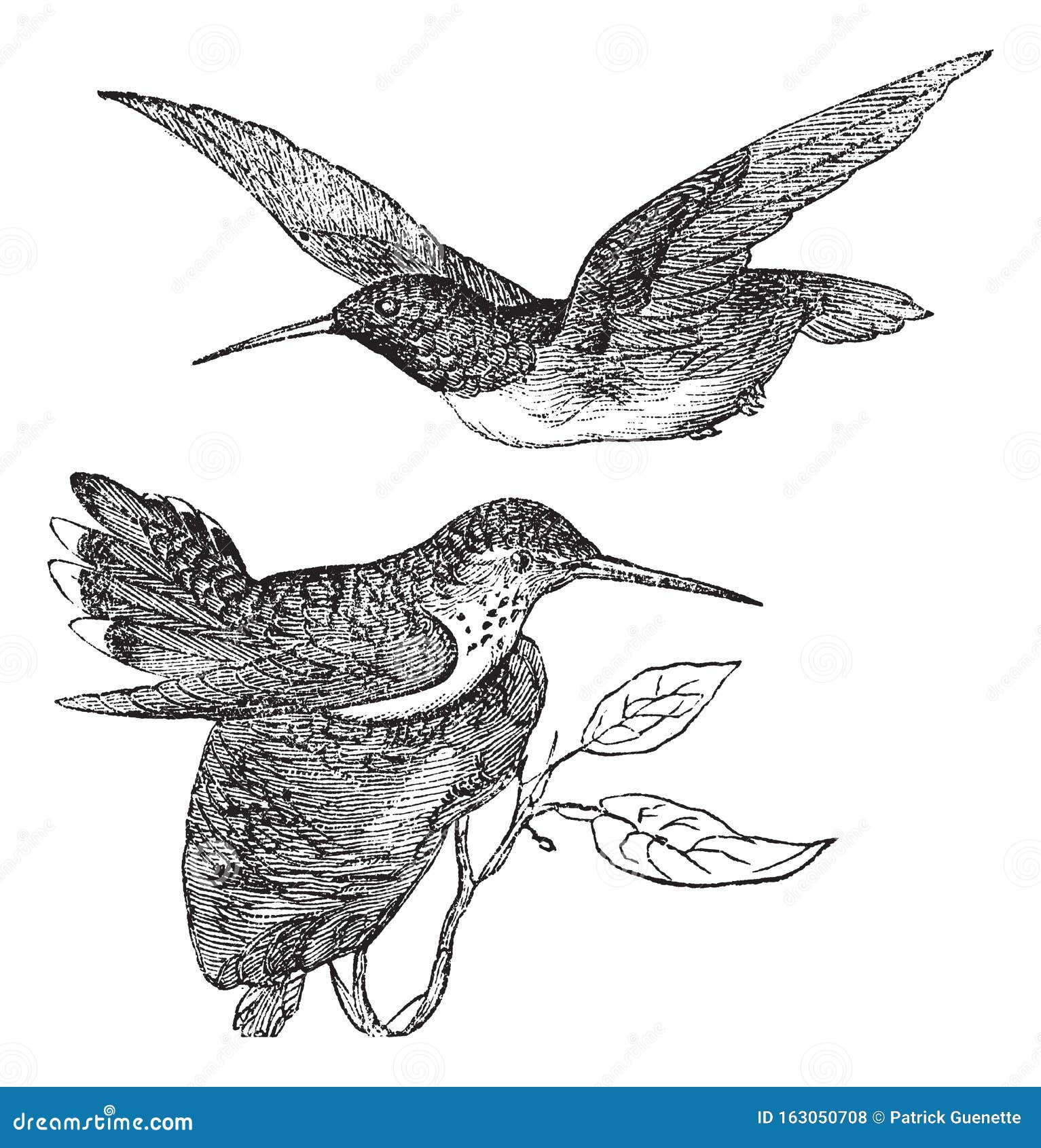 anna`s hummingbird or calypte anna vintage engraving