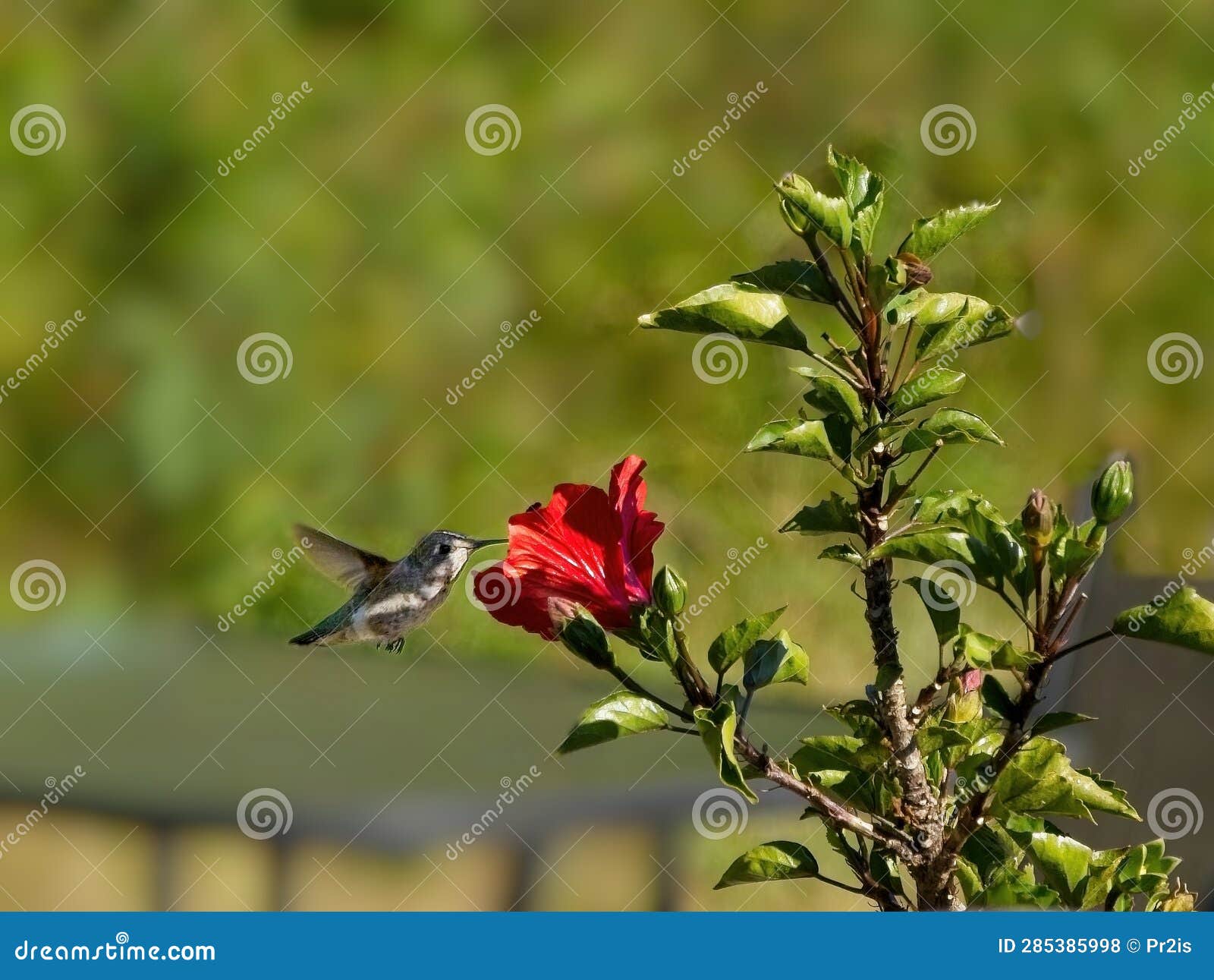 Anna S Hummingbird Feed from Red Hibiscus Stock Photo Image of action