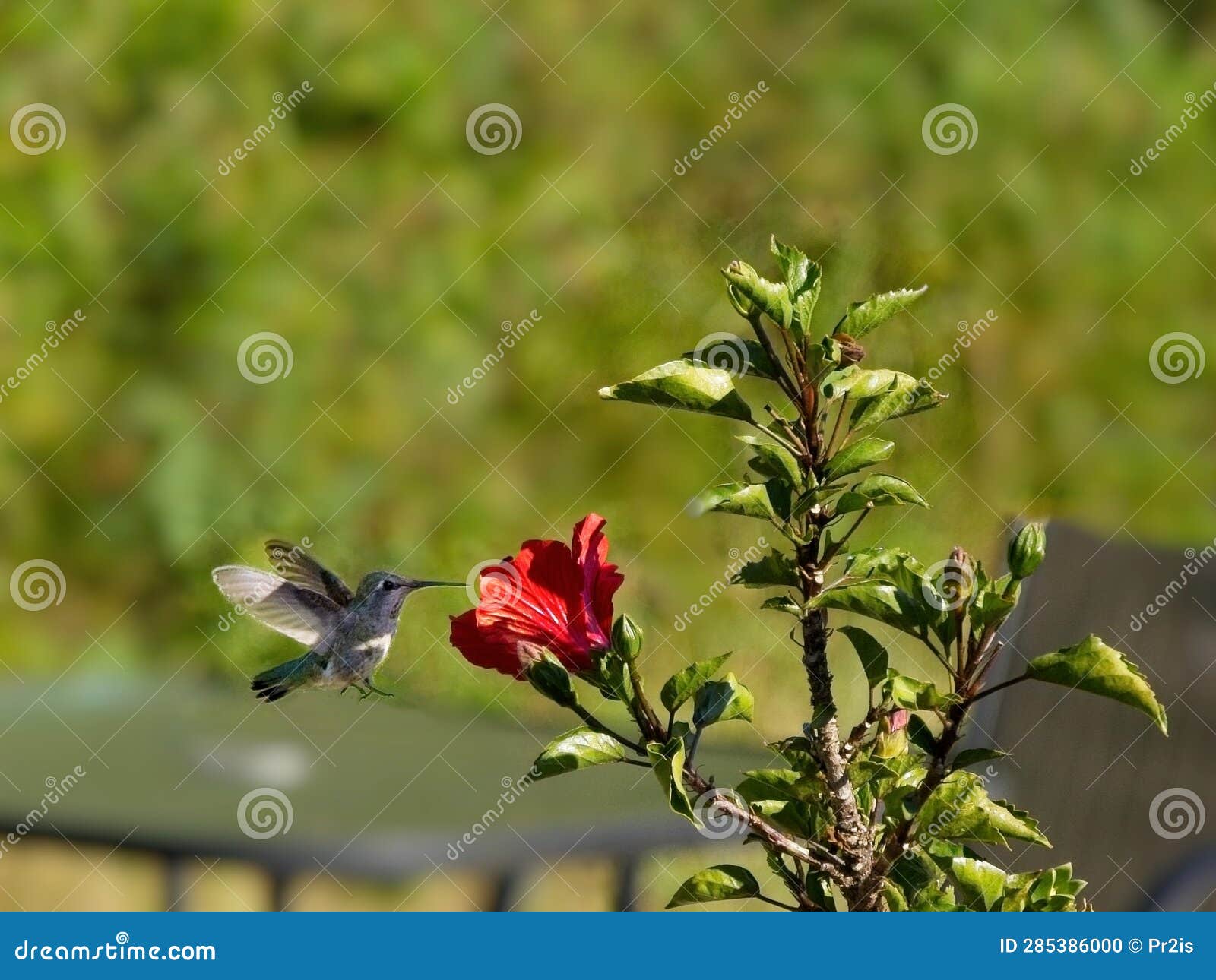 Anna S Hummingbird Feed from Red Hibiscus Stock Photo Image of tail