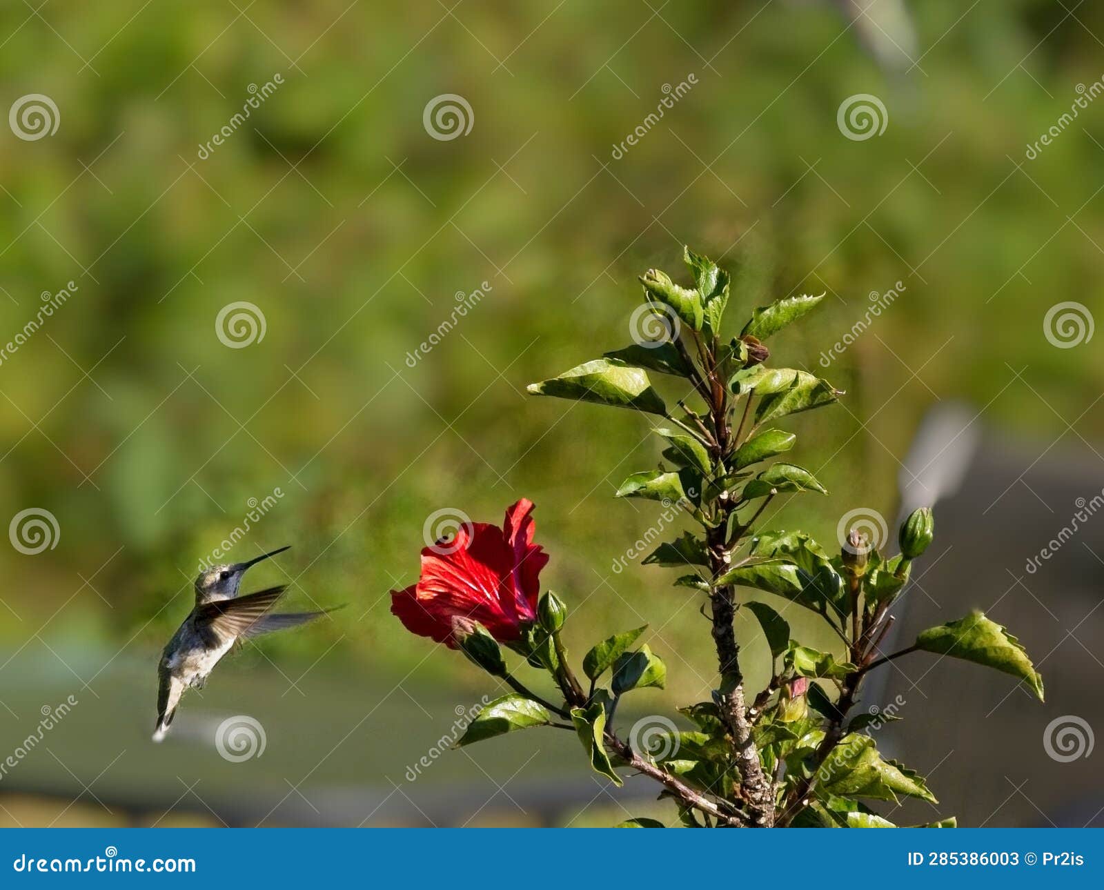 Anna S Hummingbird Feed from Red Hibiscus Stock Image Image of