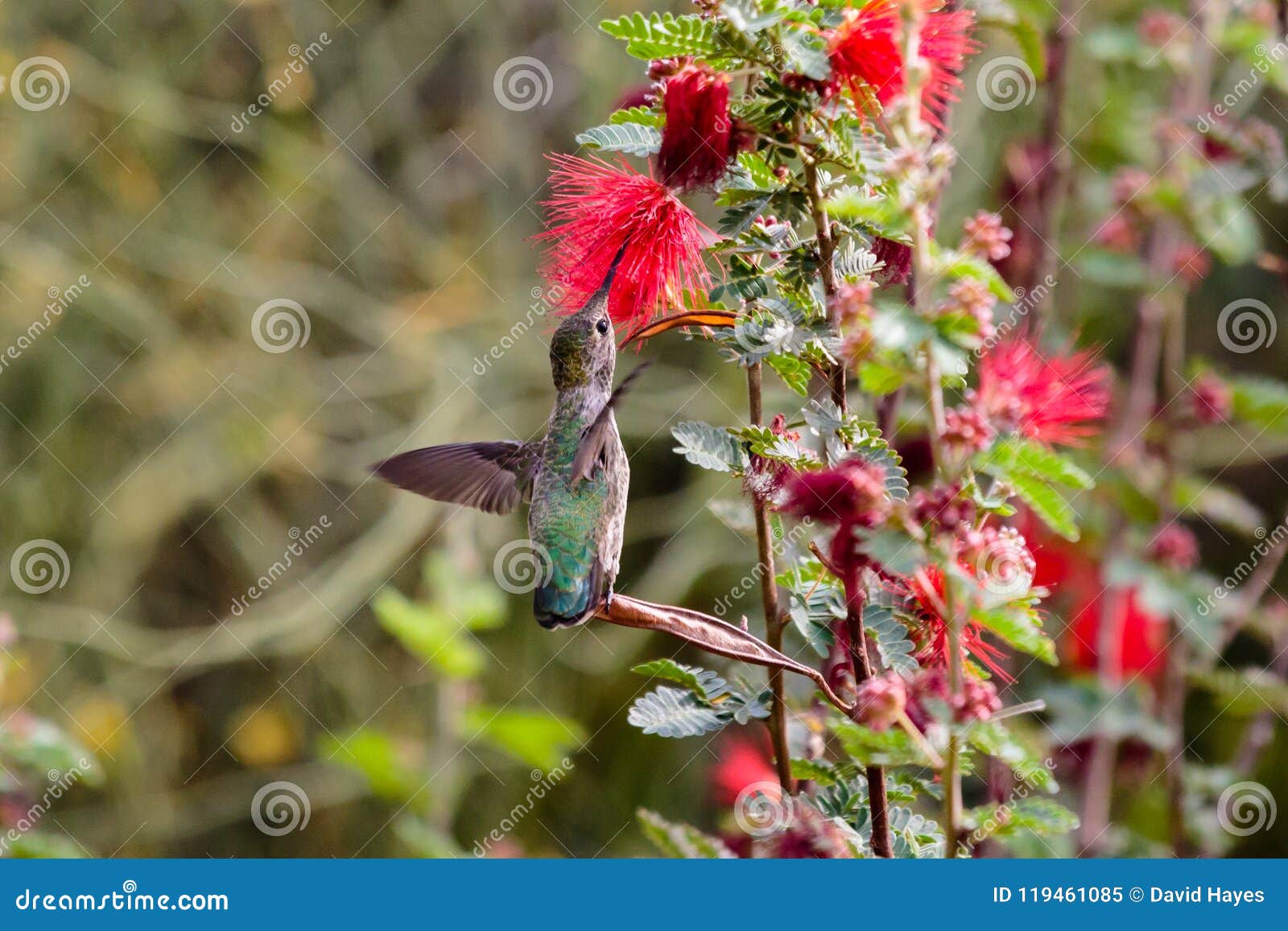 Anna`s Hummingbird, Perched on Leaf, Feeding on Red Flowers. Stock ... Biology Diagrams