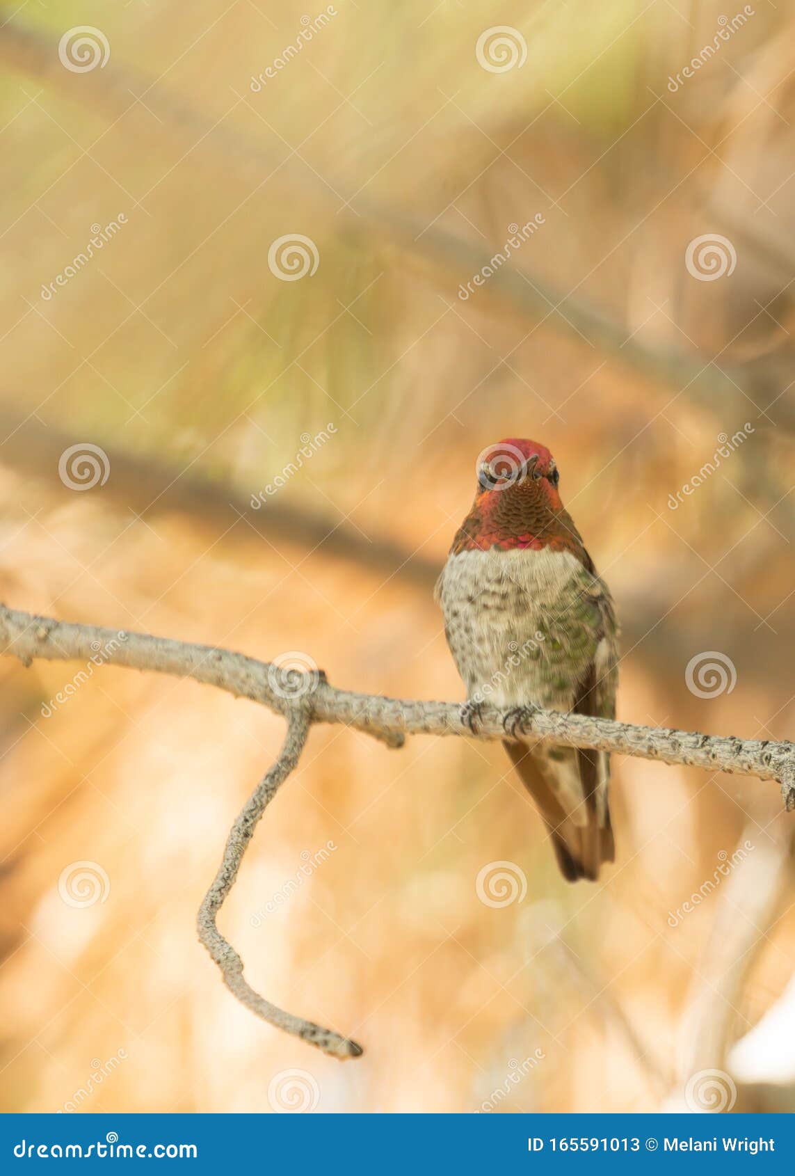 Anna`s Hummingbird Perched in Pine Tree with Yellow Background Stock