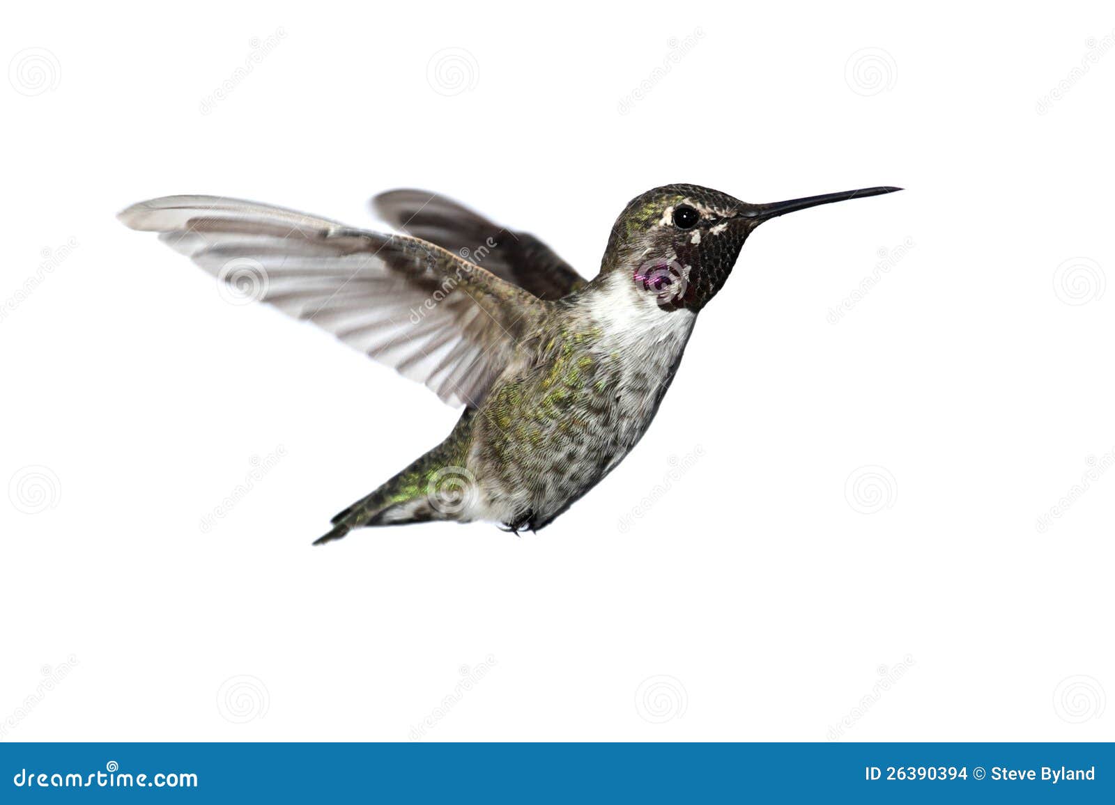 annas hummingbird (calypte anna)