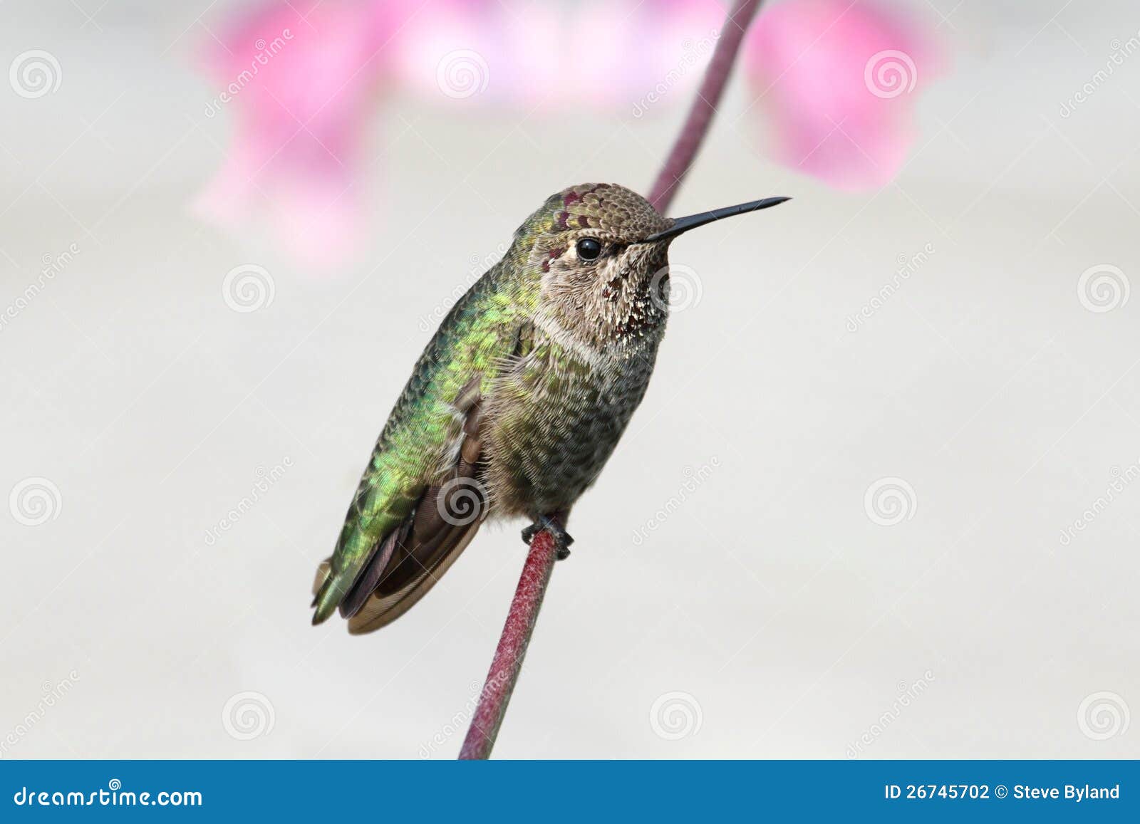 annas hummingbird (calypte anna)