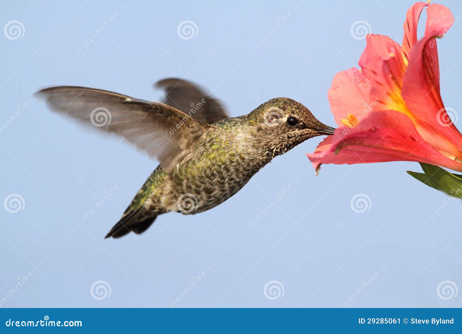 annas hummingbird (calypte anna)