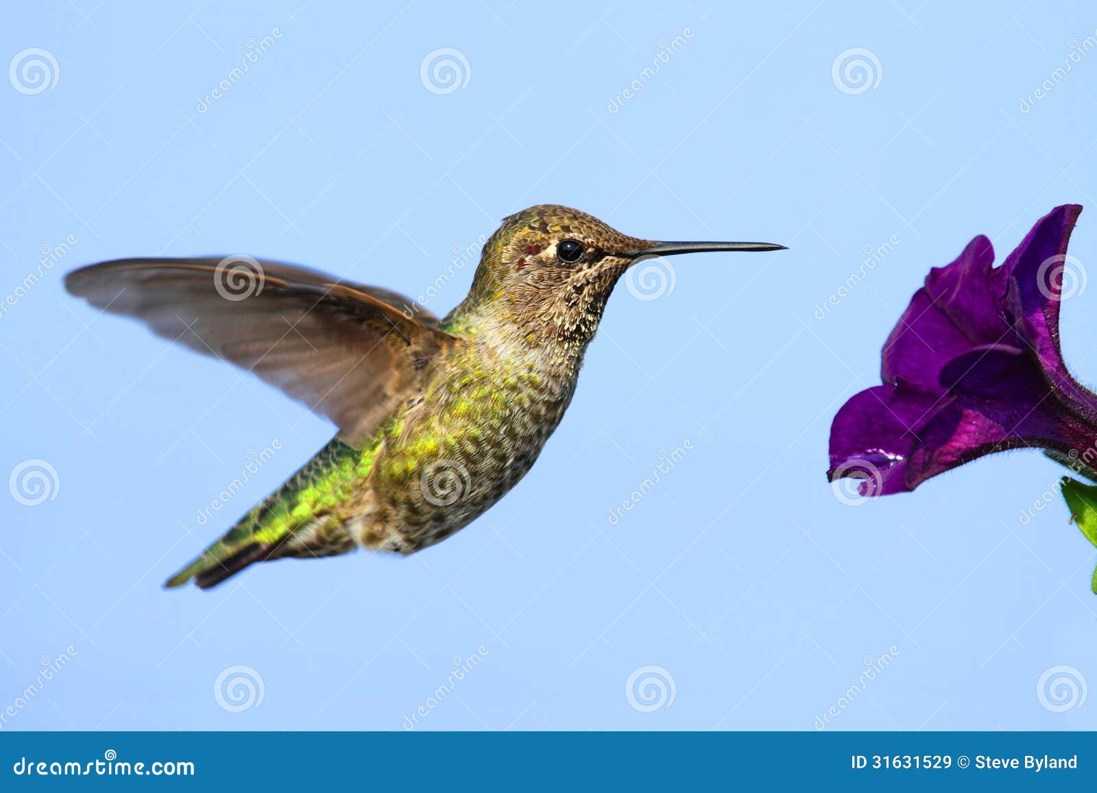 annas hummingbird (calypte anna)