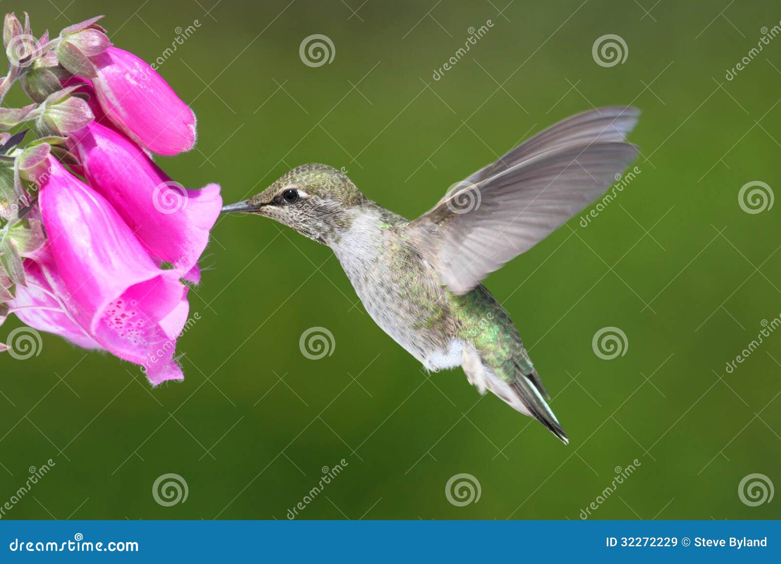 annas hummingbird (calypte anna)