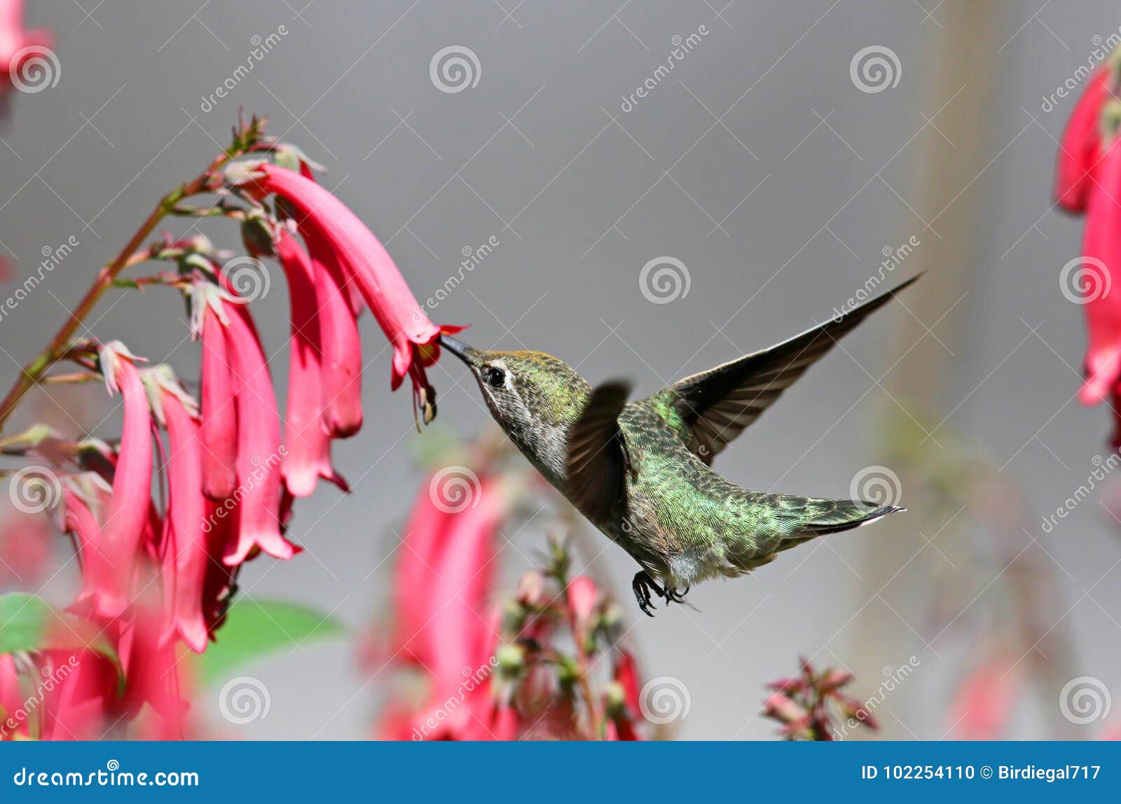 Annas Hummingbird Feeding on Pink Cape Fuchsia Flowers Stock Photo Biology Diagrams
