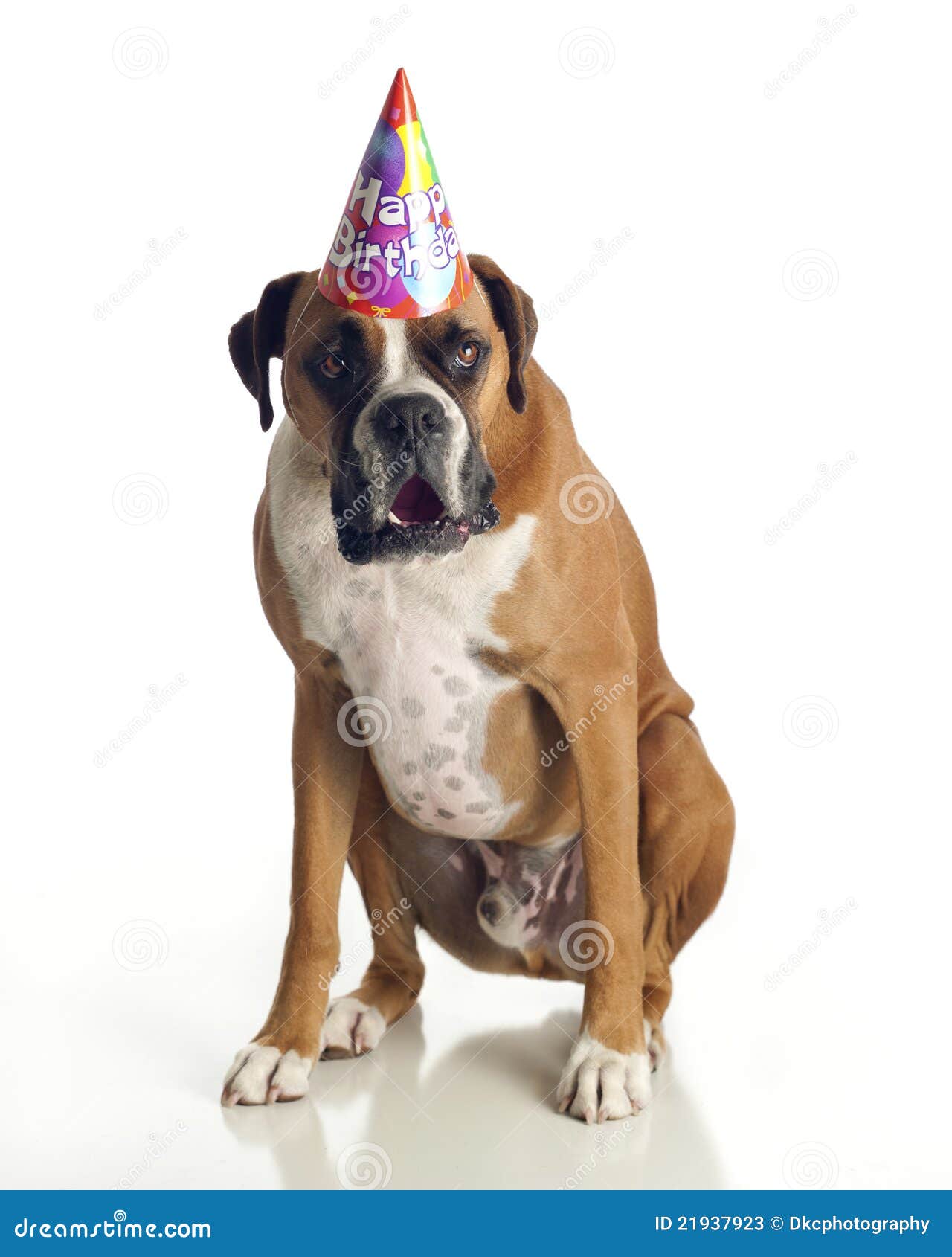 Anniversaire De Crabot De Boxeur Image Stock Image Du Chapeau Canin Anniversaire De Crabot De Boxeur Image Stock Image Du Chapeau Canin