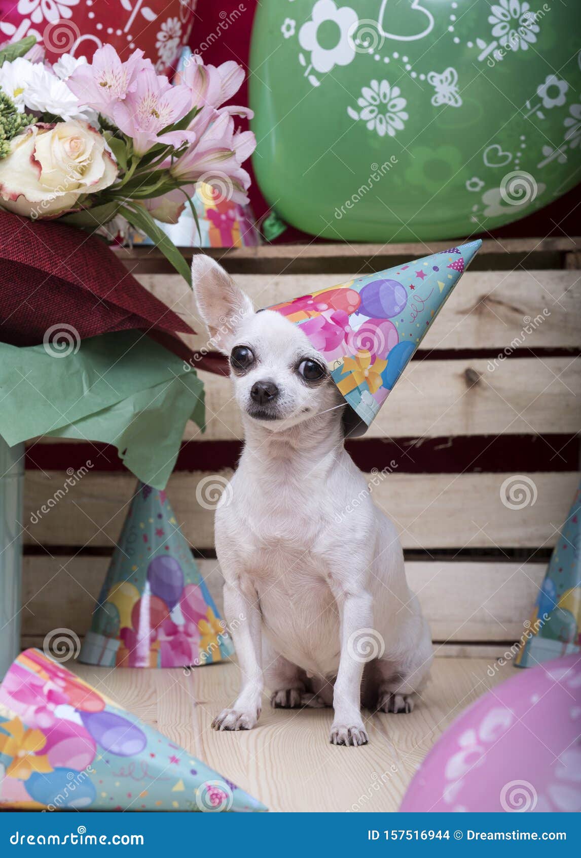Anniversaire Un Petit Chien De Race Chihuahua S Installe Sur Une Table En Bois Dans Un Chapeau De Vacances Photo Stock Image Du Chapeau Accessoire