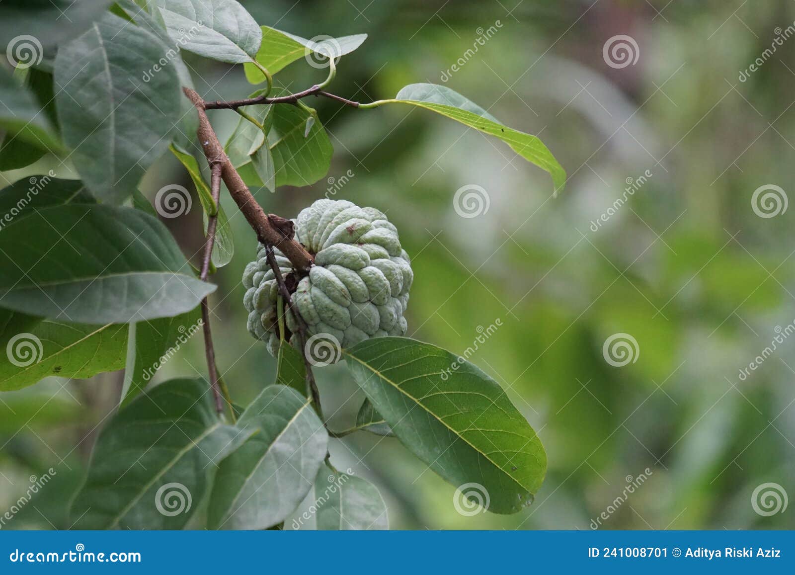 annona squamosa also called srikaya with a natural background. in traditional indian, thai, and american medicine, the leaves ar