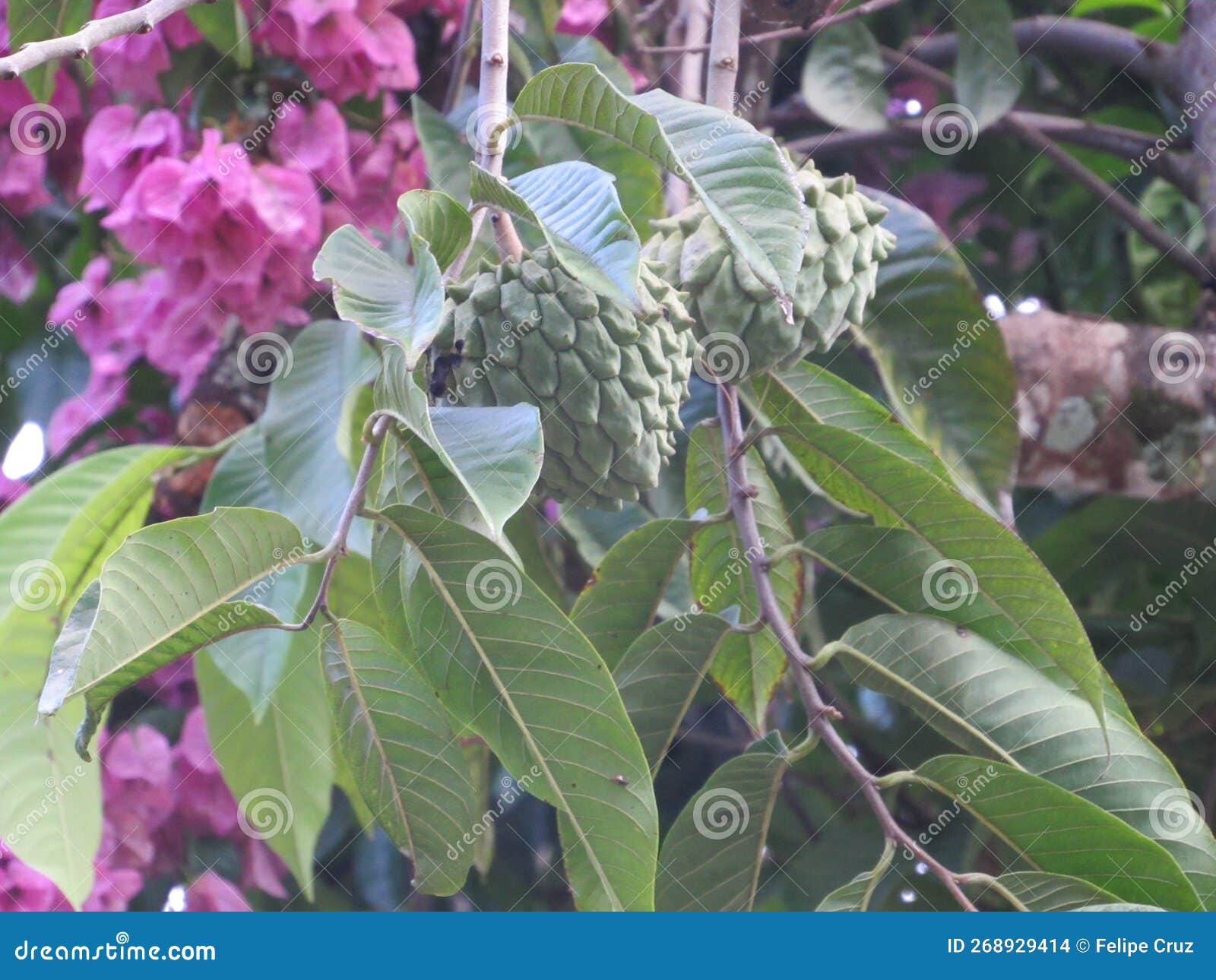 annona squamosa, popularly known as 'fruta-do-conde'. shot in ilhabela, sp, brazil.