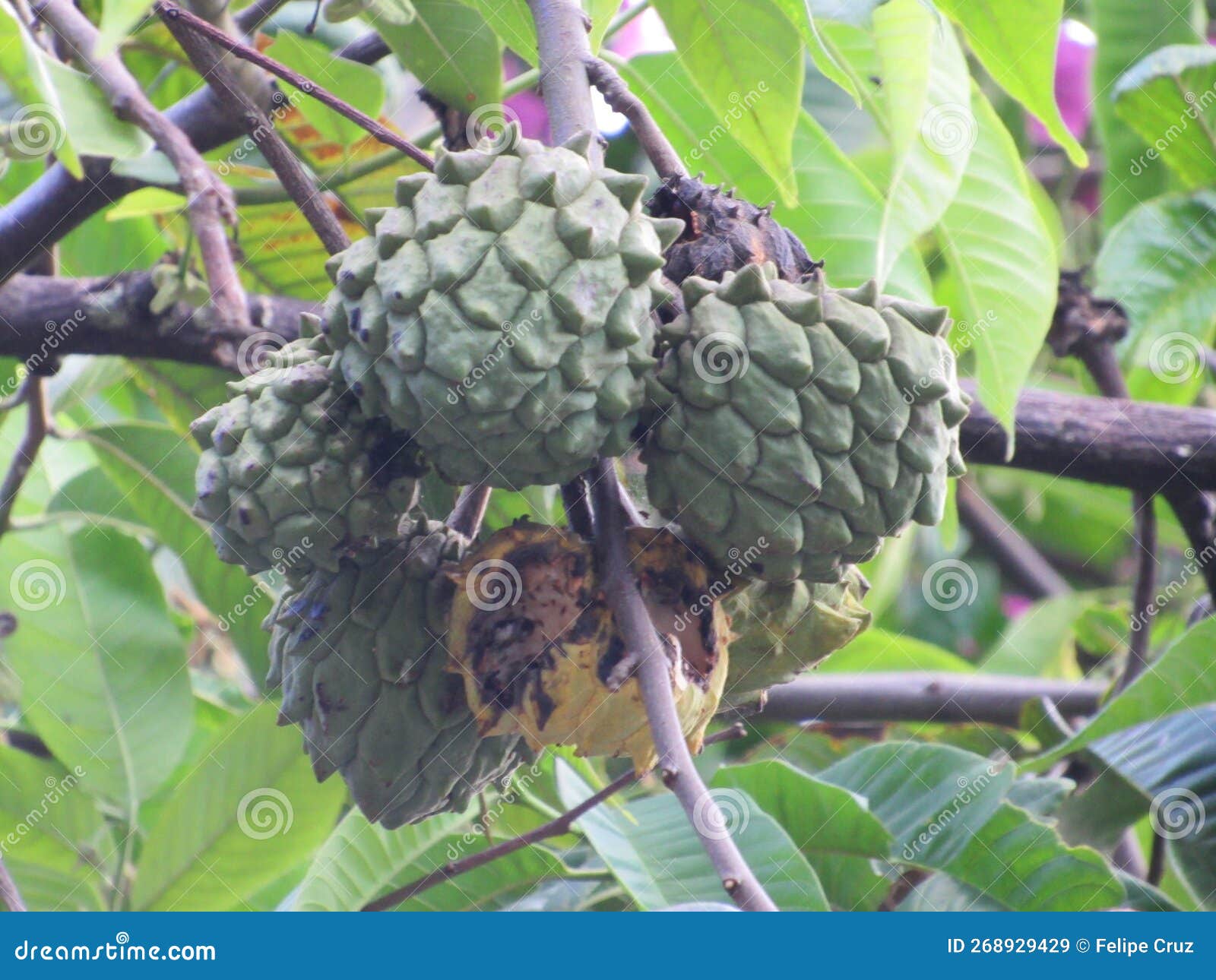 annona squamosa, popularly known as 'fruta-do-conde'. shot in ilhabela, sp, brazil.
