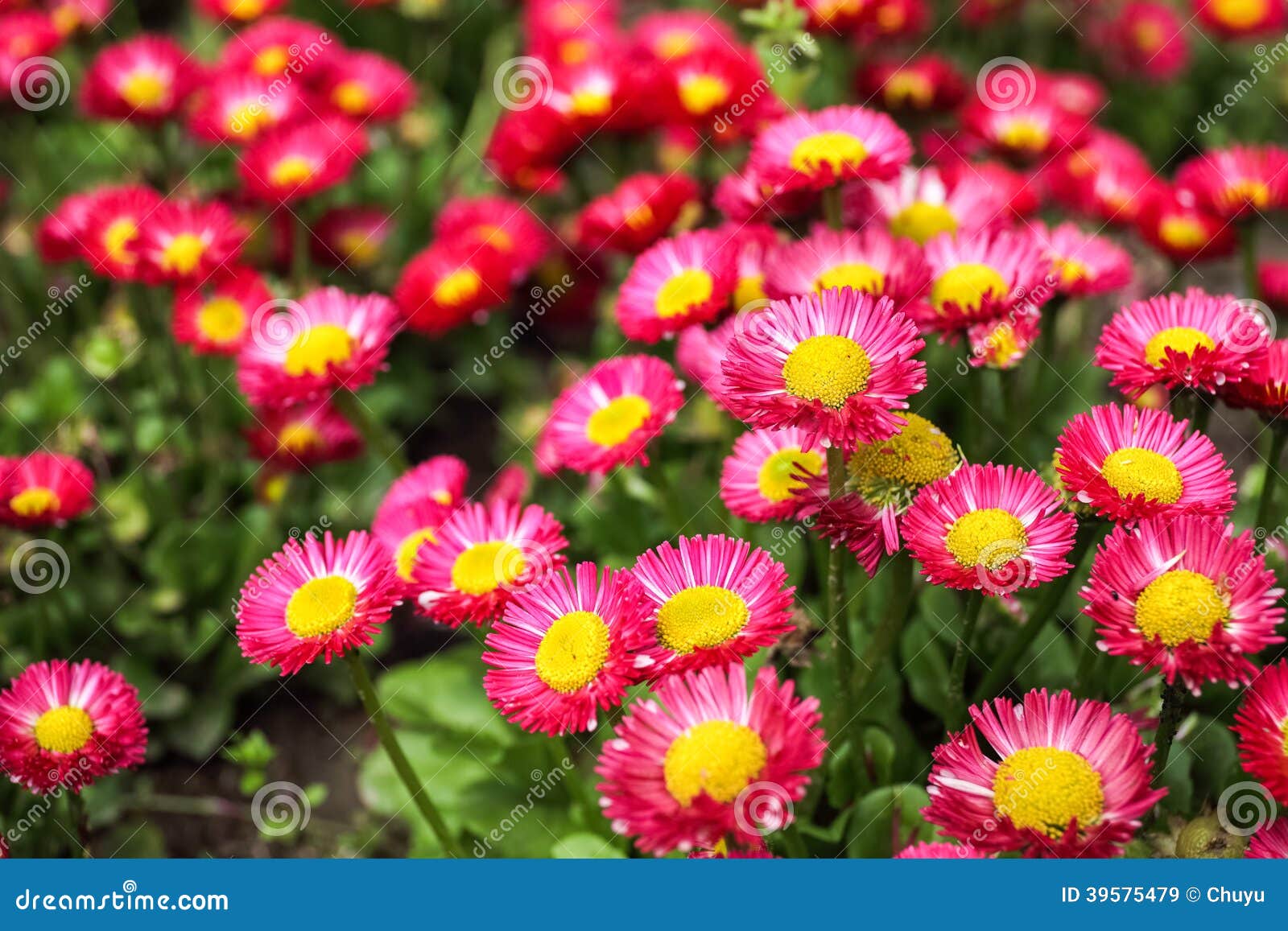 Annual aster in spring stock image. Image of bloom, aster 39575479