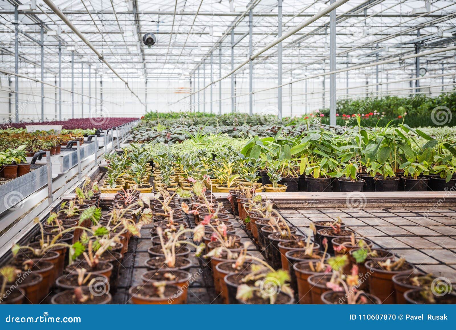 Annual Flower Seedlings in the Modern Greenhouse in Spring Stock Photo