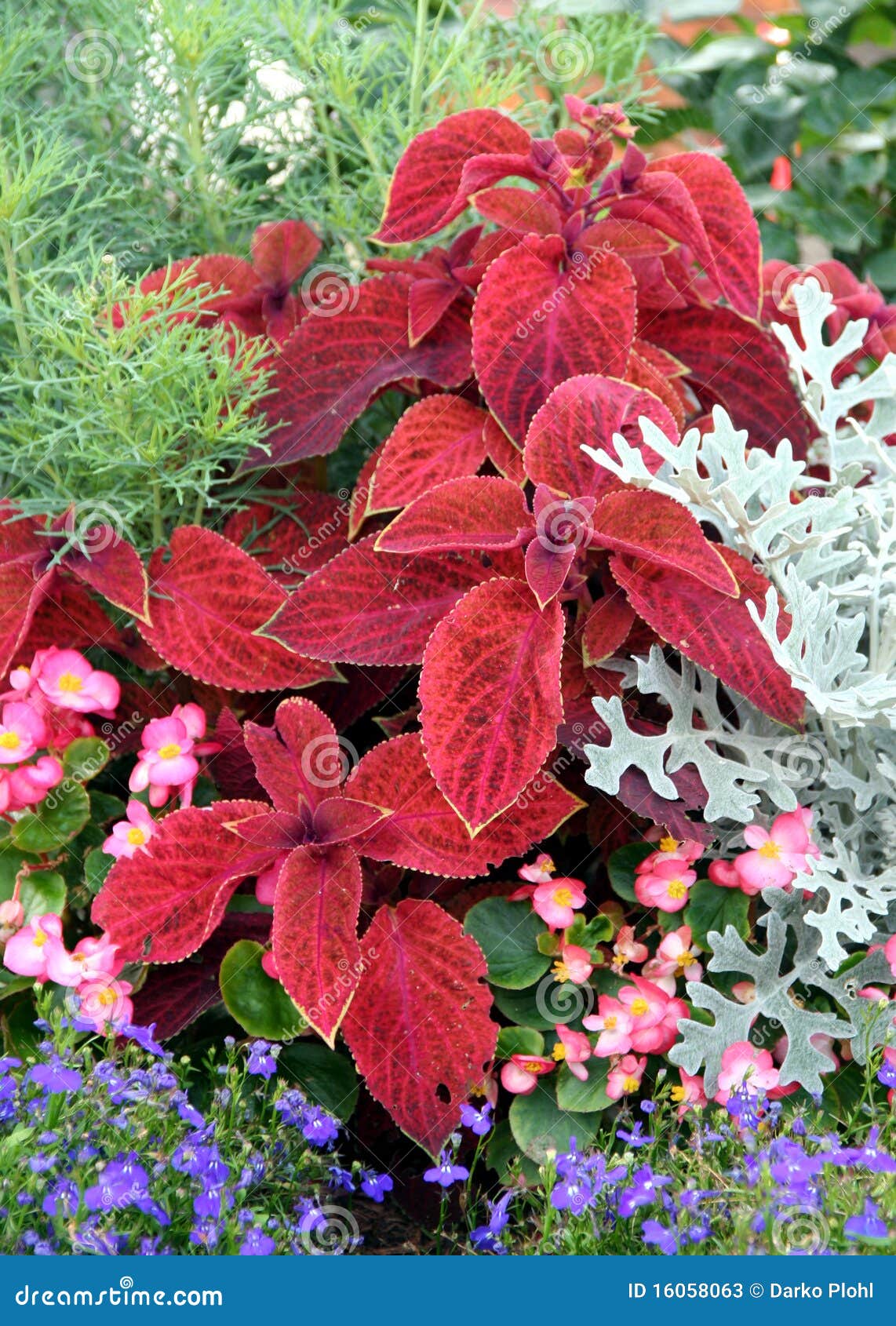 Annual flowers bed stock image. Image of gardening, horticulture 16058063